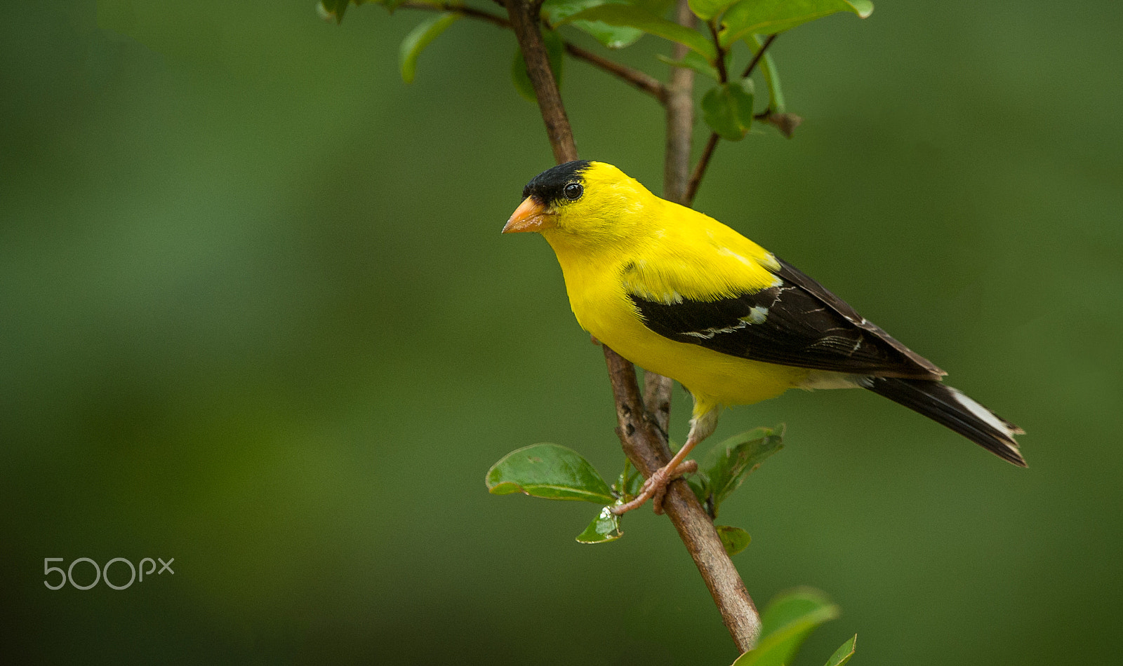 Nikon AF-S Nikkor 200-400mm F4G ED-IF VR sample photo. American goldfinch photography