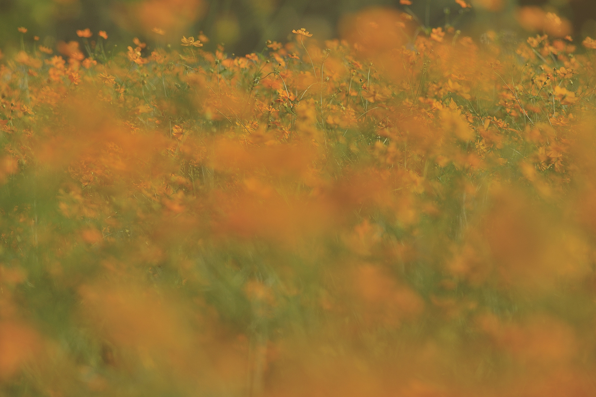 Nikon D700 sample photo. Autumn color photography