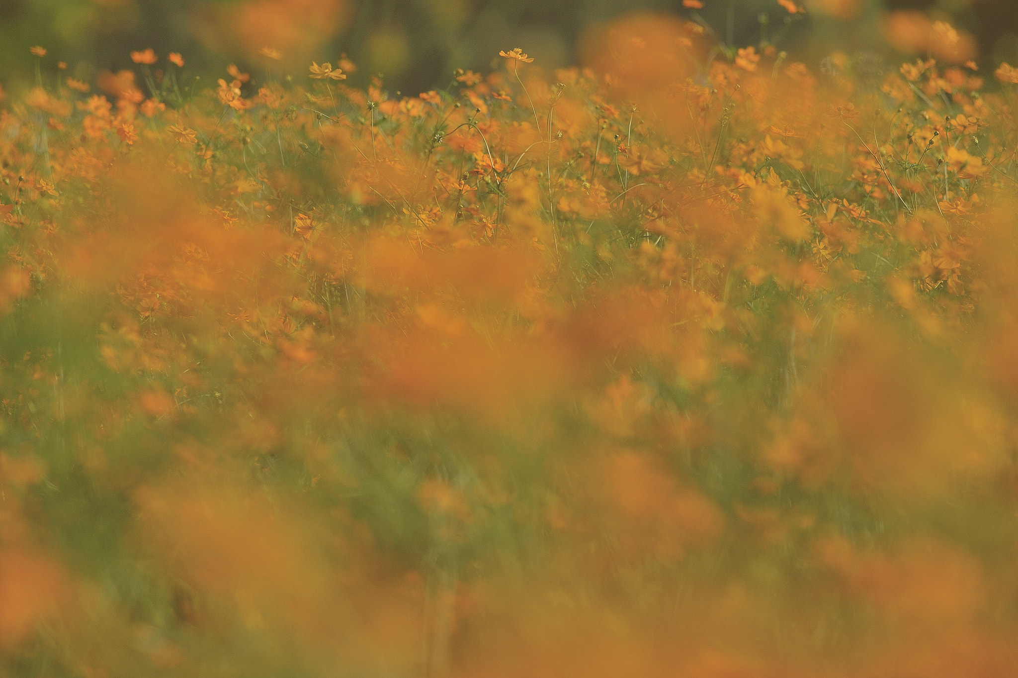 AF DC-Nikkor 135mm f/2D sample photo. Autumn color photography