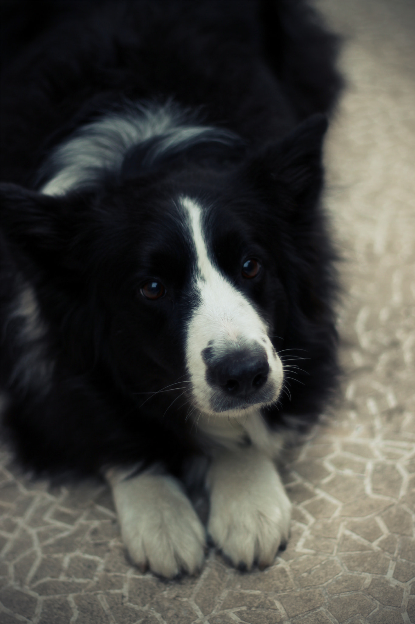 Canon EOS 700D (EOS Rebel T5i / EOS Kiss X7i) + Canon EF 50mm F1.8 II sample photo. Millie photography