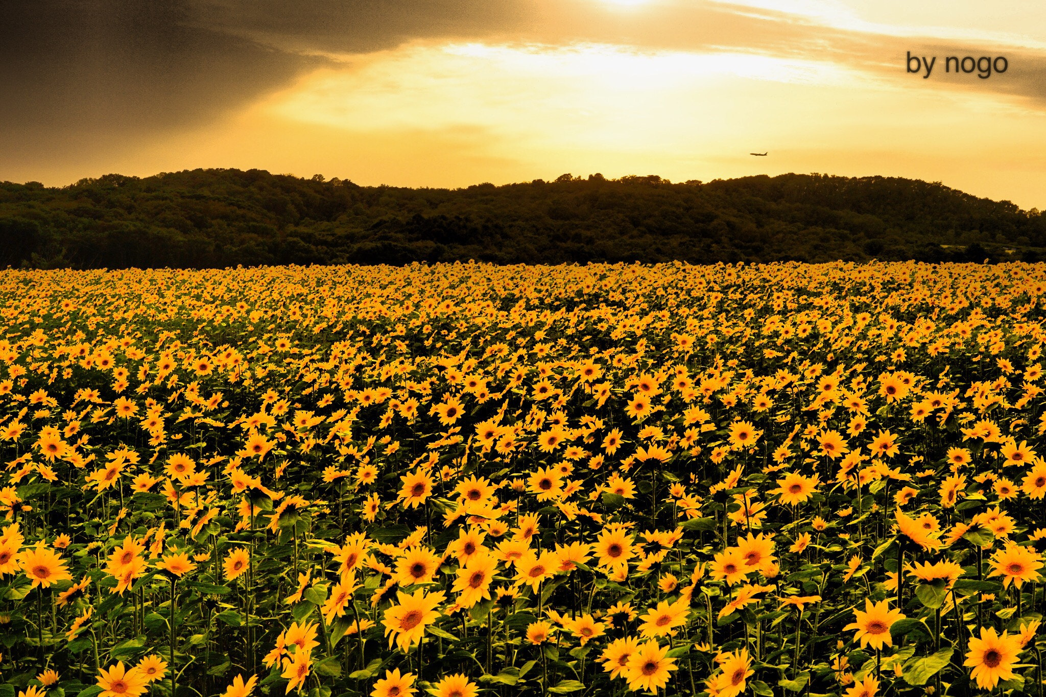 Sony a6000 + Sony Sonnar T* FE 35mm F2.8 ZA sample photo. Sunflower photography