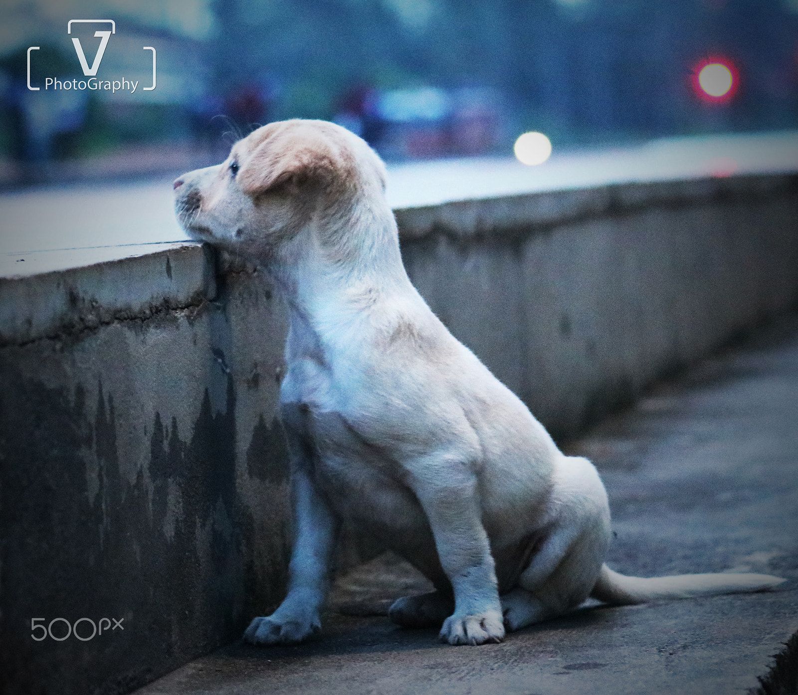 Canon EOS 750D (EOS Rebel T6i / EOS Kiss X8i) sample photo. Puppy photography