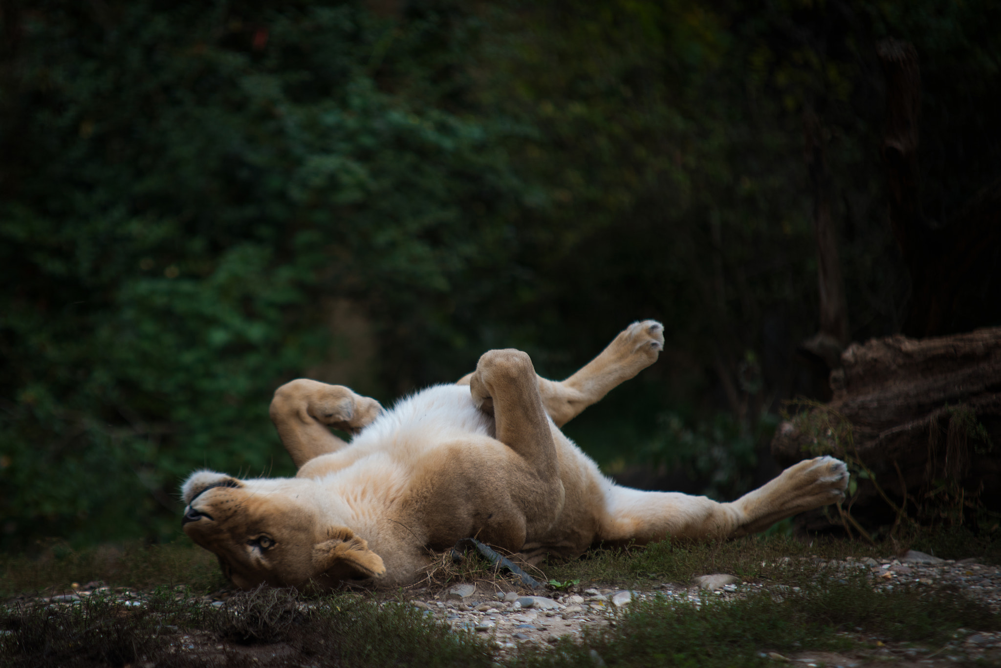 Sigma 70-200mm F2.8 EX DG Macro HSM II sample photo. Lion photography