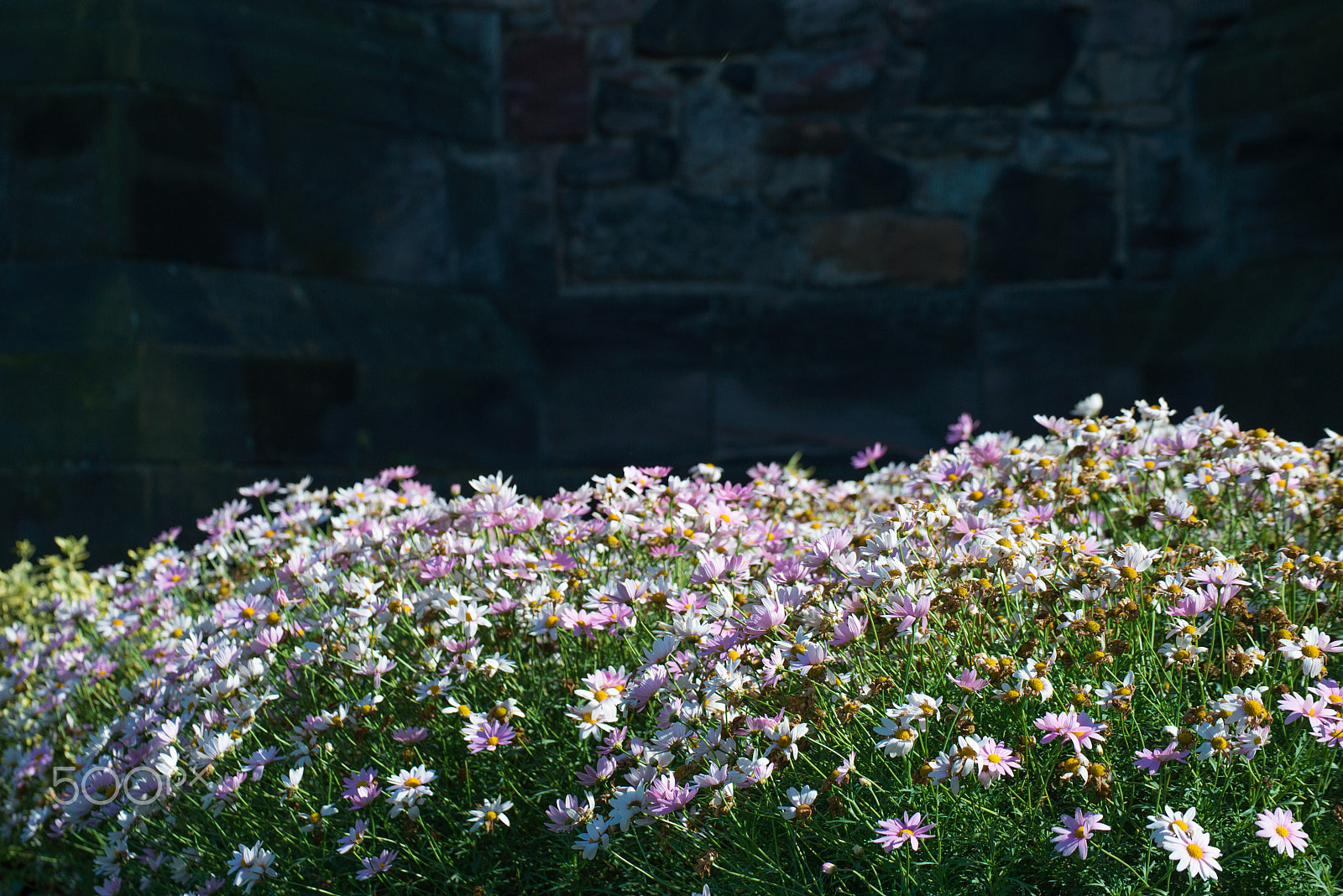 Nikon D600 sample photo. Blossoming before dark wall photography