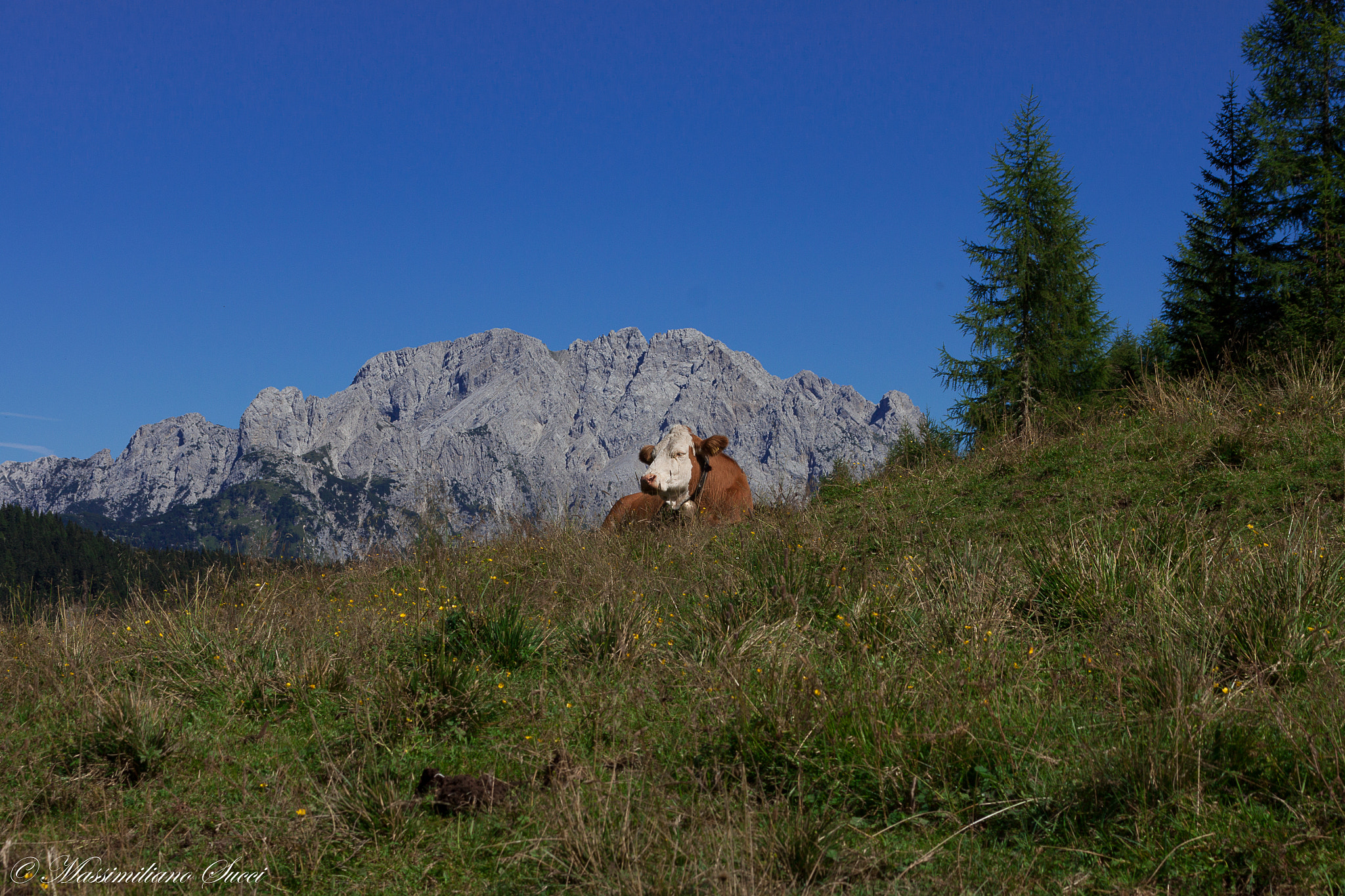 Canon EF 75-300mm F4.0-5.6 IS USM sample photo. Cow grazing photography