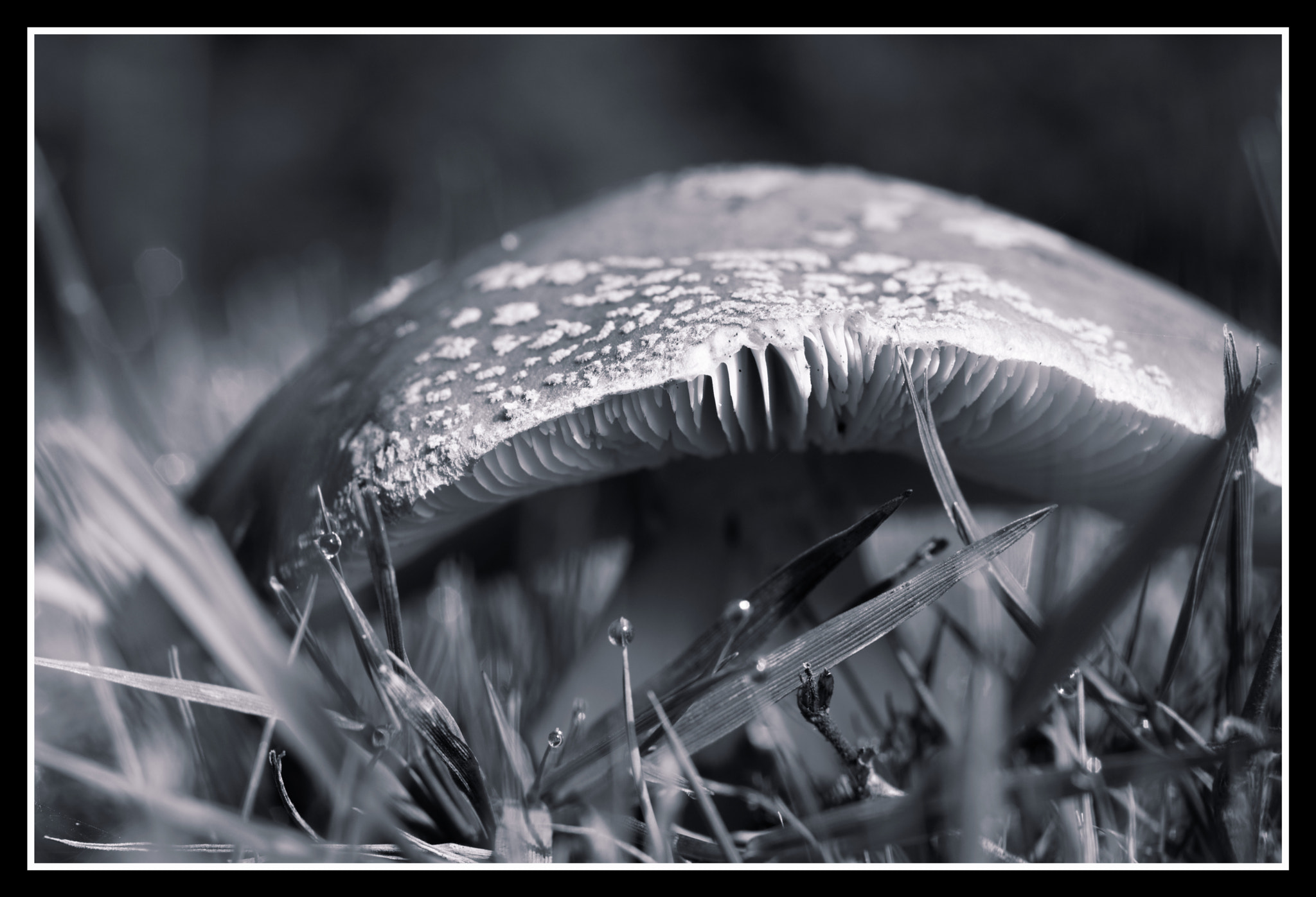 Pentax K-3 II sample photo. Fungi photography
