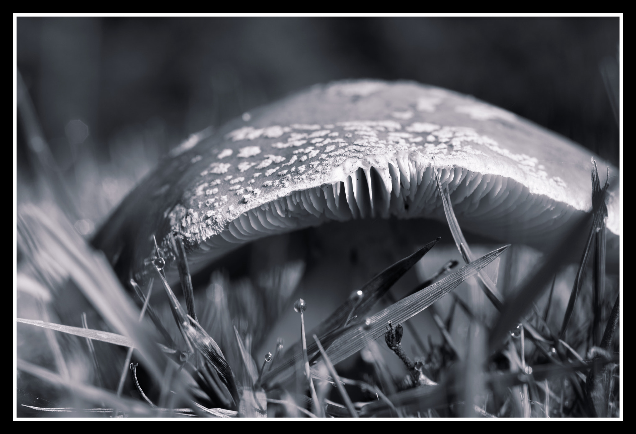 Pentax smc D-FA 50mm F2.8 Macro sample photo. Fungi photography