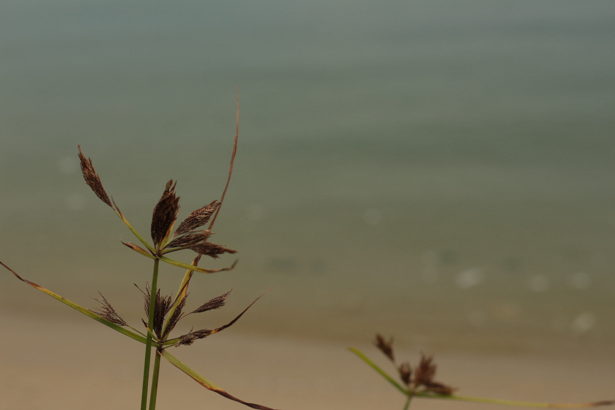 Canon EOS 700D (EOS Rebel T5i / EOS Kiss X7i) sample photo. Img photography
