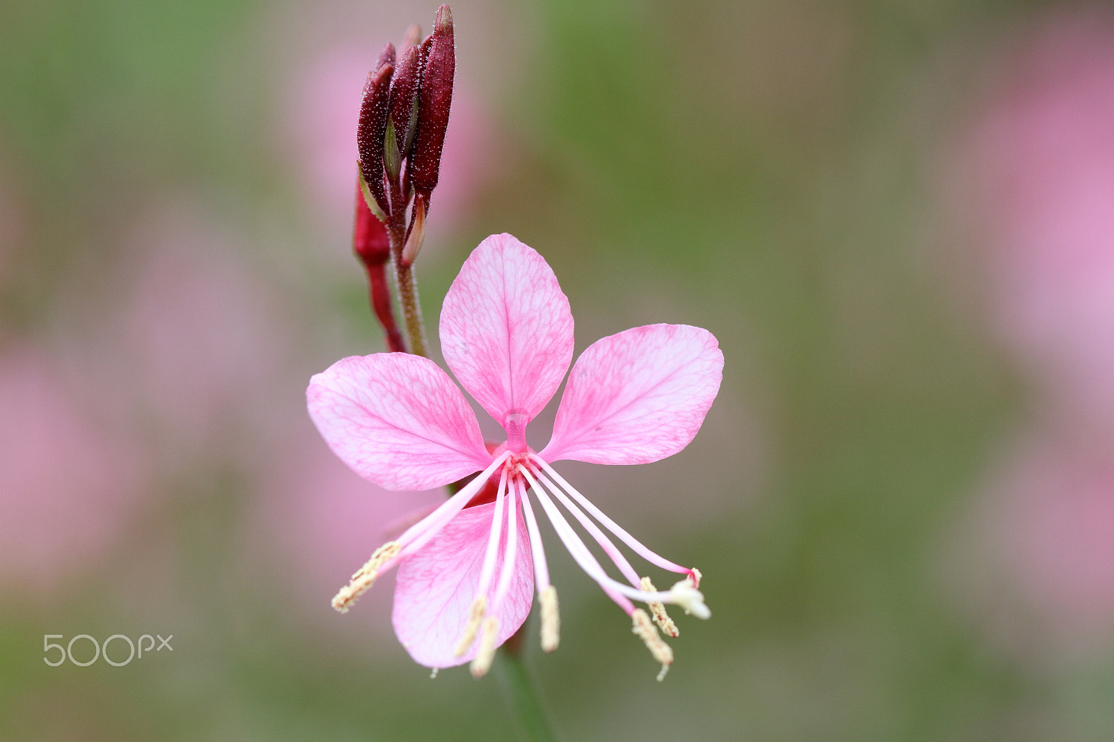 Canon EOS 7D + Canon EF 100mm F2.8L Macro IS USM sample photo. The gift photography