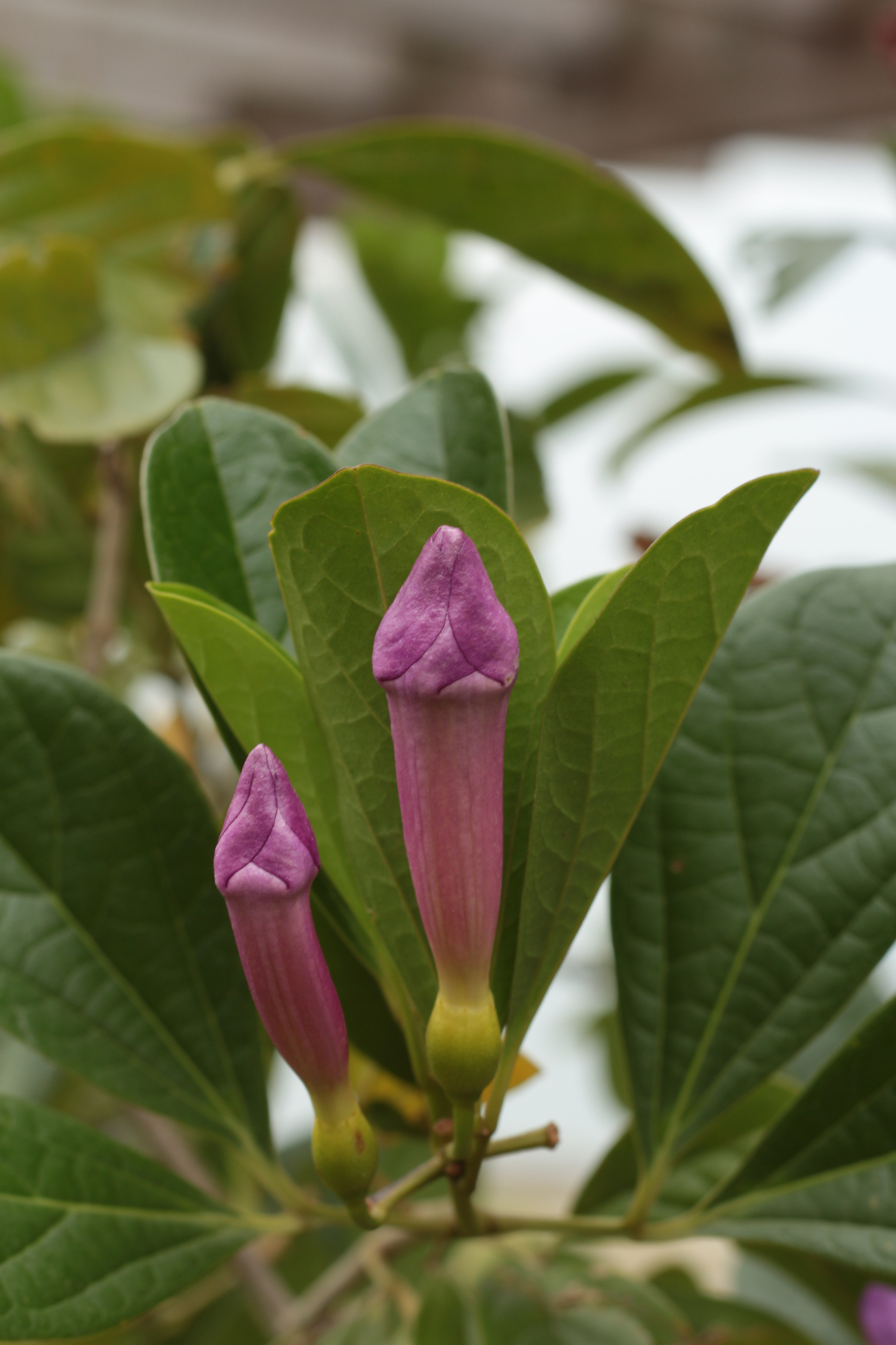 Canon EOS 700D (EOS Rebel T5i / EOS Kiss X7i) sample photo. Img photography