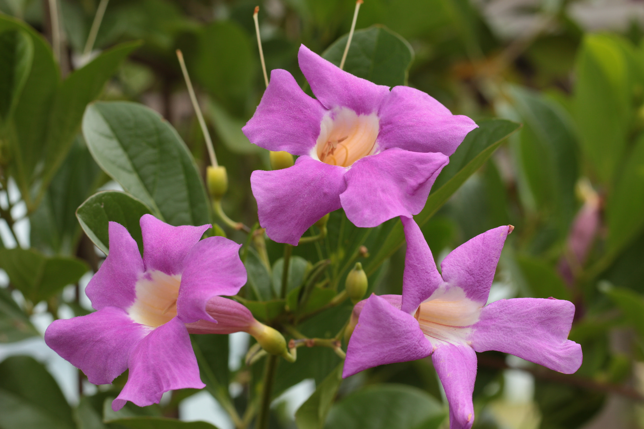 Canon EOS 700D (EOS Rebel T5i / EOS Kiss X7i) sample photo. Img photography
