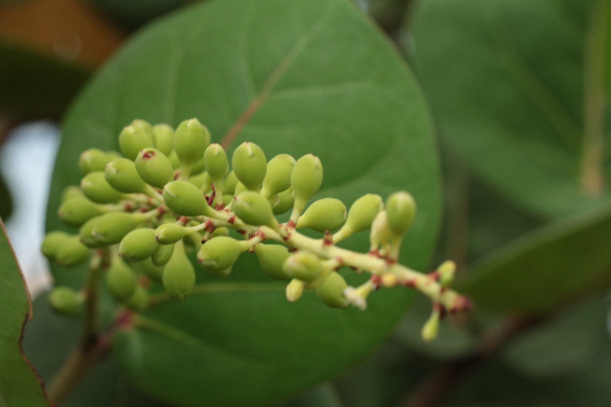 Canon EOS 700D (EOS Rebel T5i / EOS Kiss X7i) sample photo. Img photography