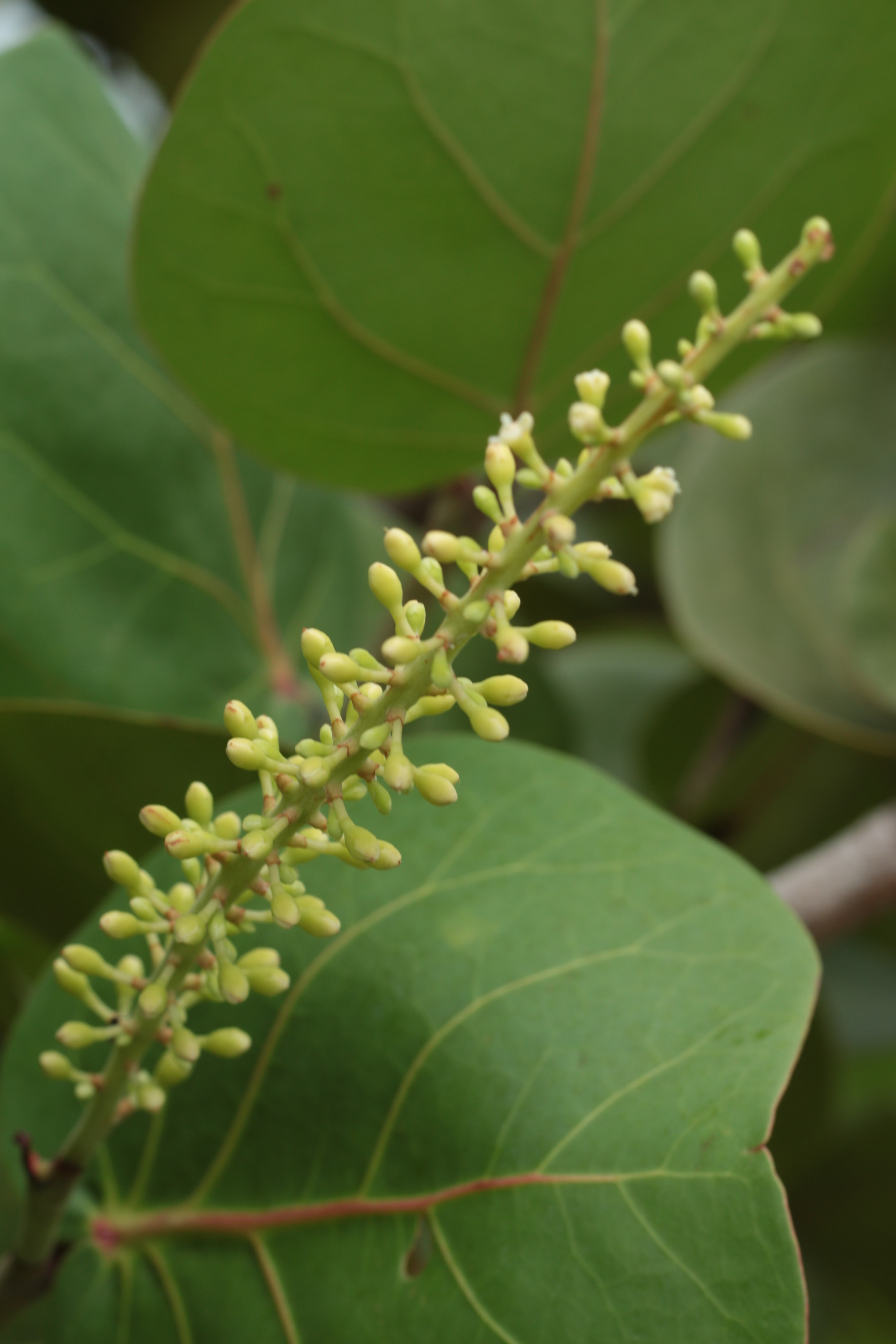 Canon EOS 700D (EOS Rebel T5i / EOS Kiss X7i) sample photo. Img photography