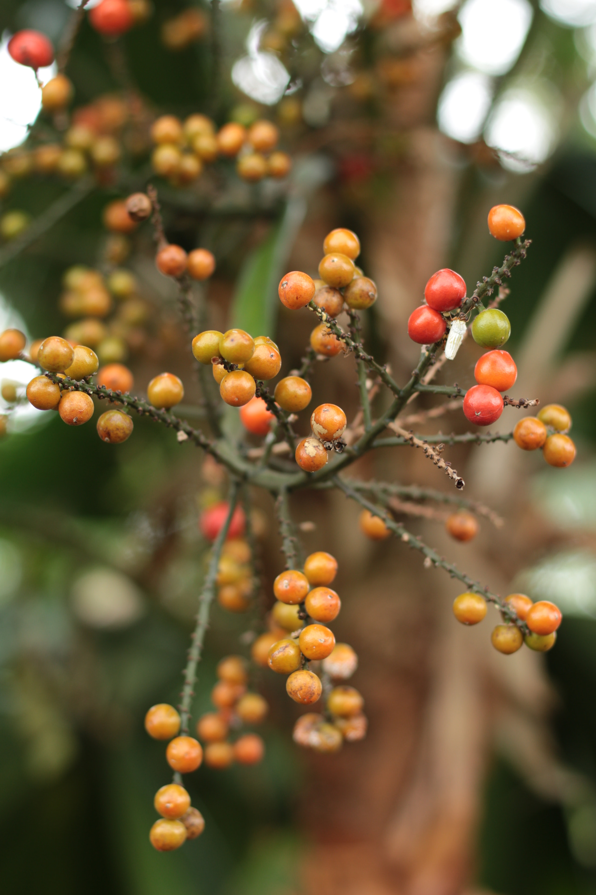 Canon EOS 700D (EOS Rebel T5i / EOS Kiss X7i) sample photo. Img photography