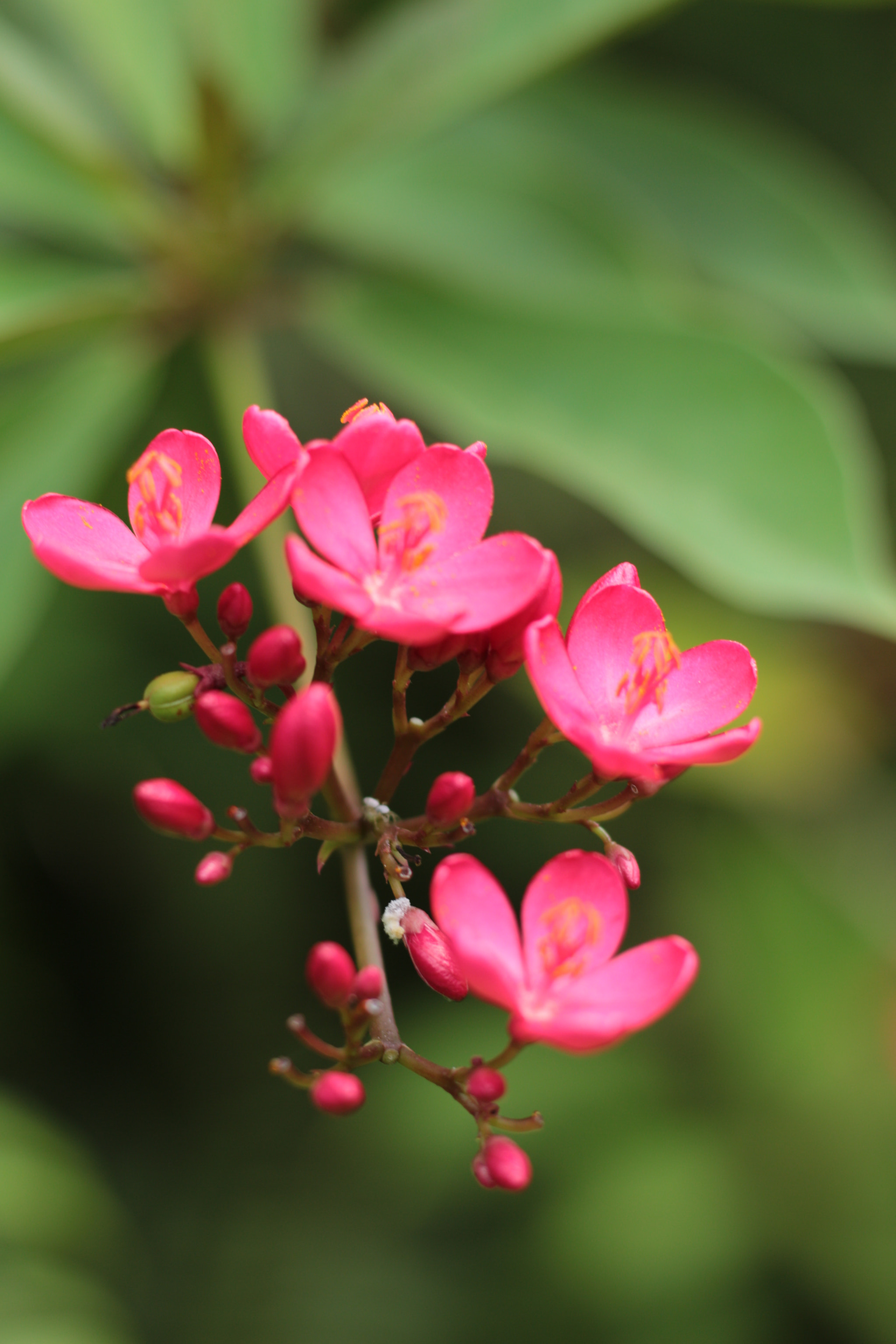 Canon EOS 700D (EOS Rebel T5i / EOS Kiss X7i) sample photo. Img photography