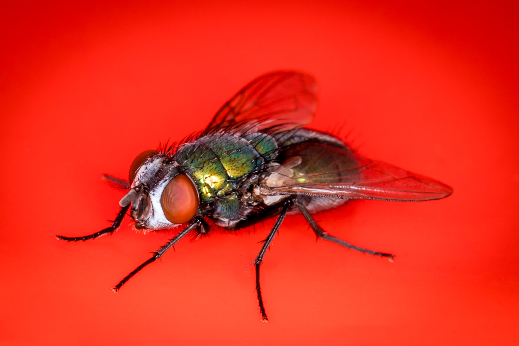 Canon EF 100mm F2.8L Macro IS USM sample photo. Green bottle photography