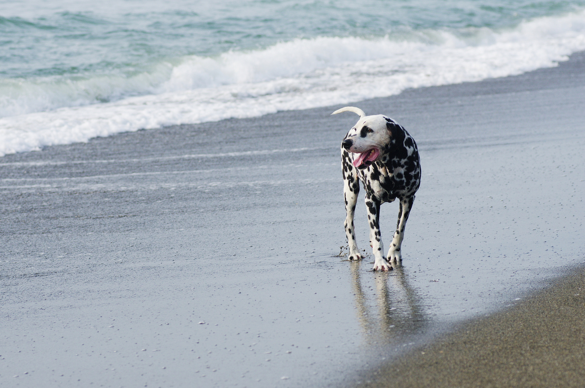 Pentax K-5 + Tamron SP AF 90mm F2.8 Di Macro sample photo. Dalmatian photography