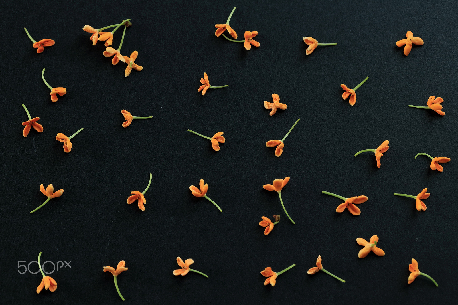 Canon EF-S 60mm F2.8 Macro USM sample photo. Orange osmanthus black ver. photography