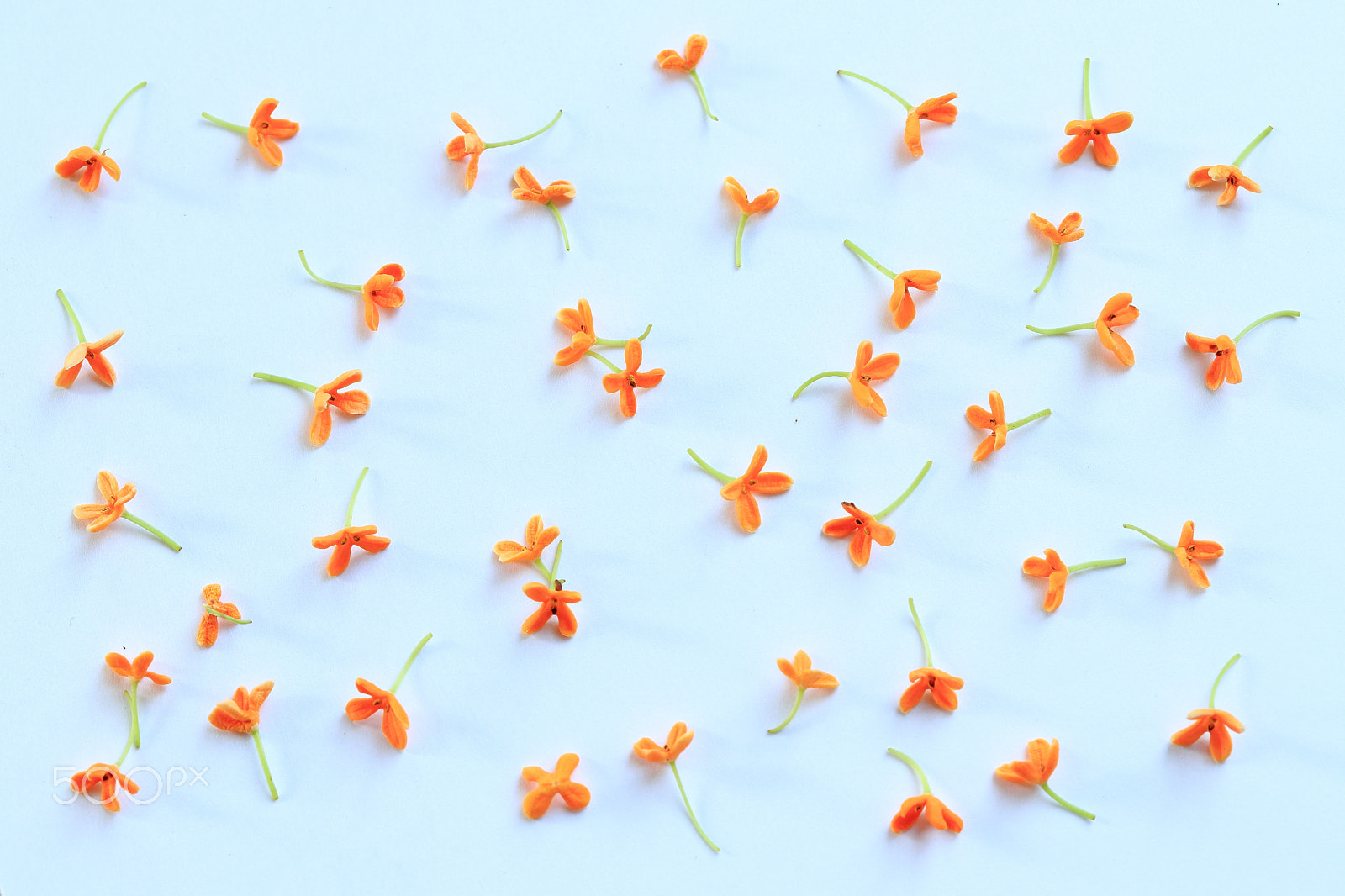 Canon EF-S 60mm F2.8 Macro USM sample photo. Orange osmanthus white ver. photography