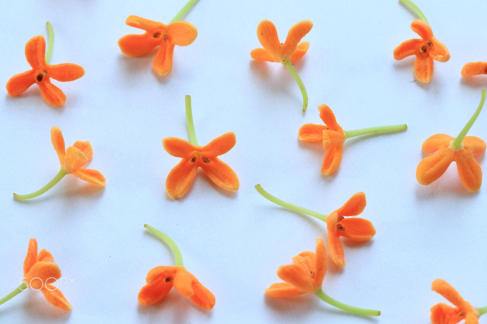Canon EF-S 60mm F2.8 Macro USM sample photo. Orange osmanthus white ver. photography