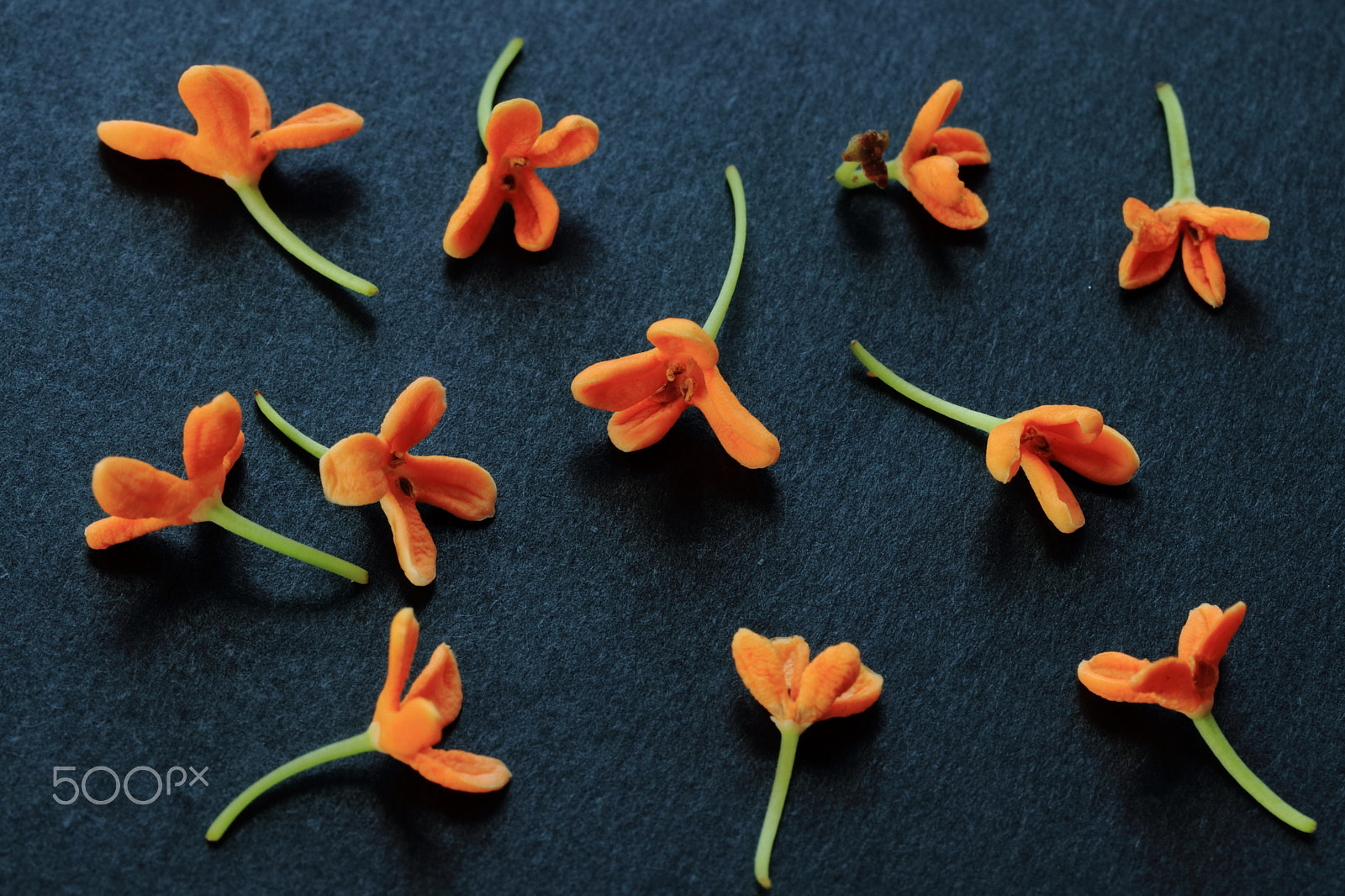 Canon EF-S 60mm F2.8 Macro USM sample photo. Orange osmanthus black ver. photography