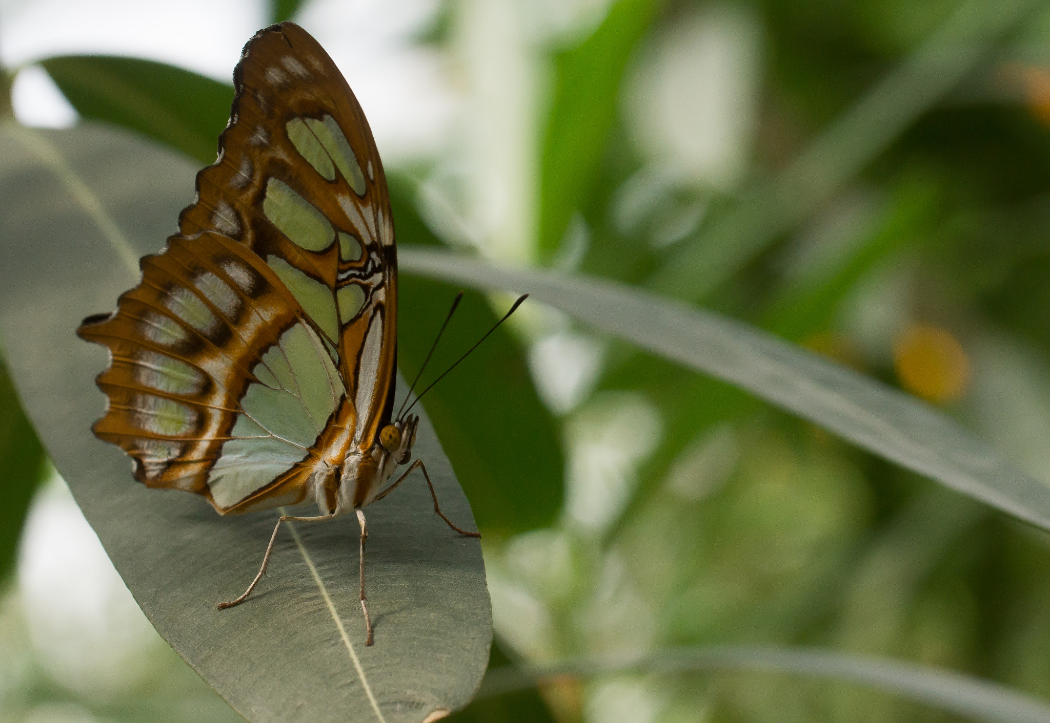 Sony SLT-A65 (SLT-A65V) sample photo. Butterfly photography