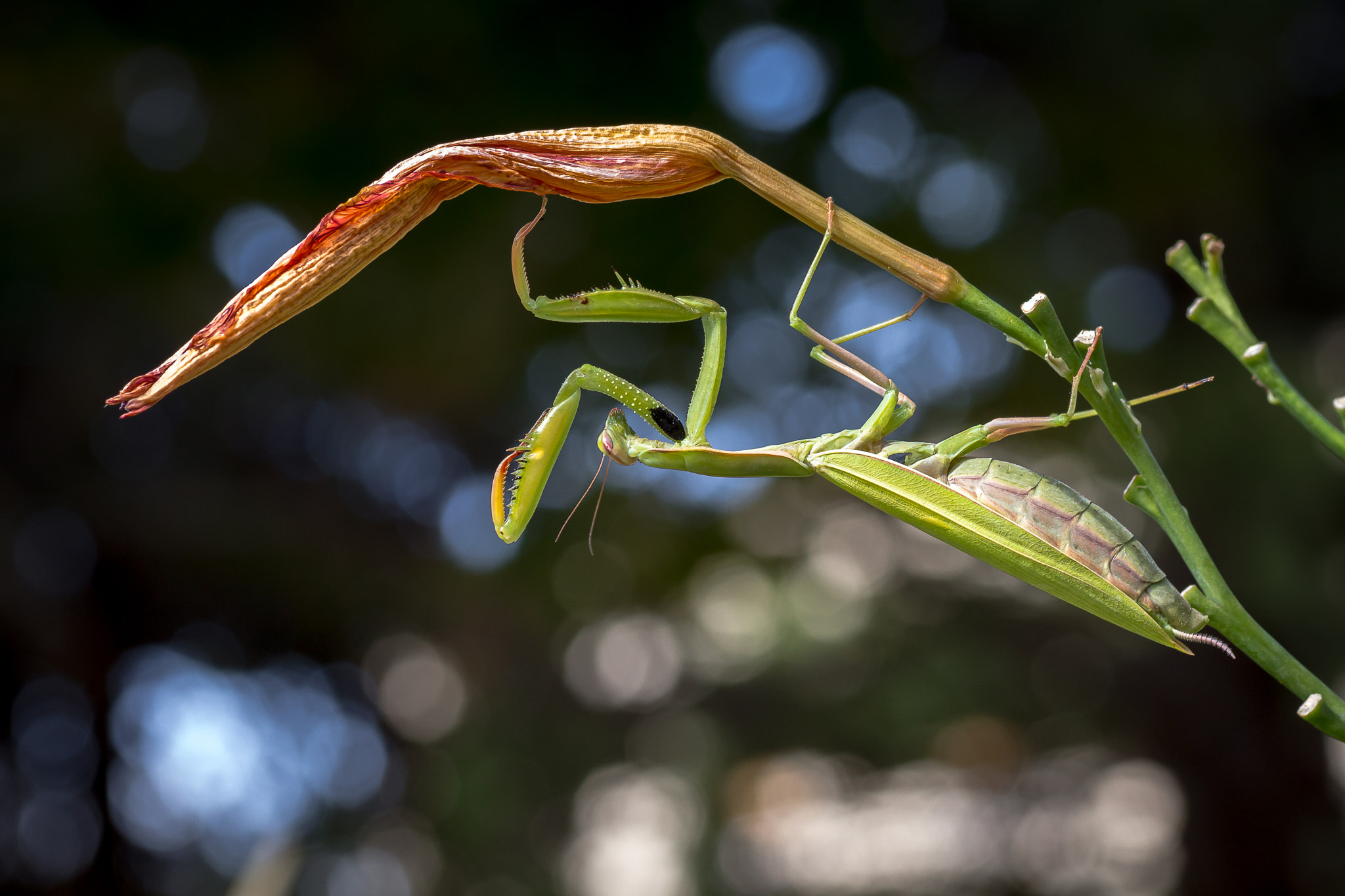 Canon EOS 650D (EOS Rebel T4i / EOS Kiss X6i) + Tamron SP AF 90mm F2.8 Di Macro sample photo. Mantis photography