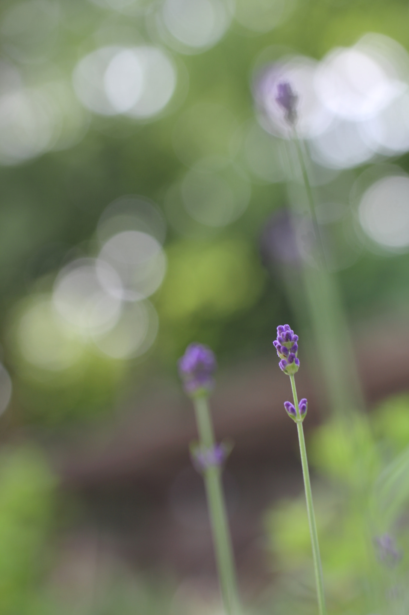 Canon EOS 60D + Tamron SP AF 60mm F2 Di II LD IF Macro sample photo. Sing a song photography