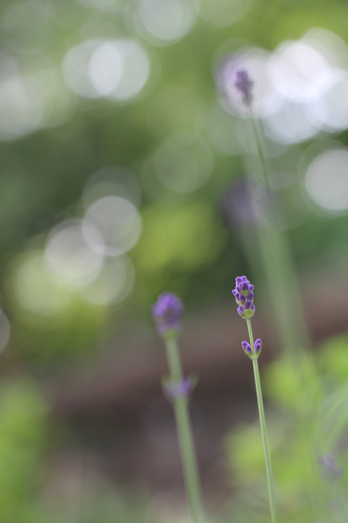 Canon EOS 60D sample photo. Sing a song photography