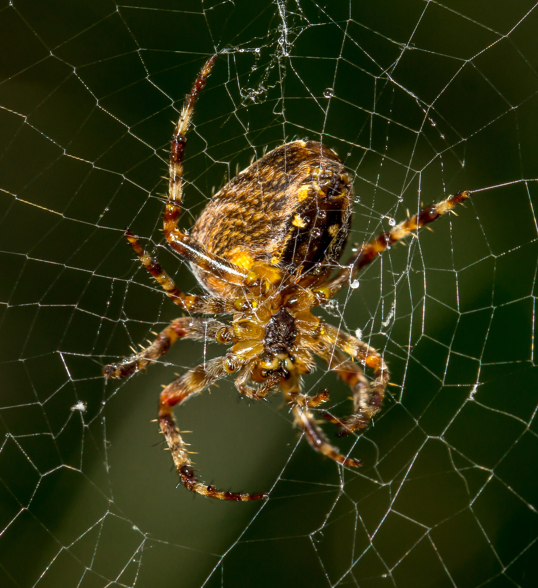 Sony SLT-A58 + 105mm F2.8 sample photo. Spider in web photography