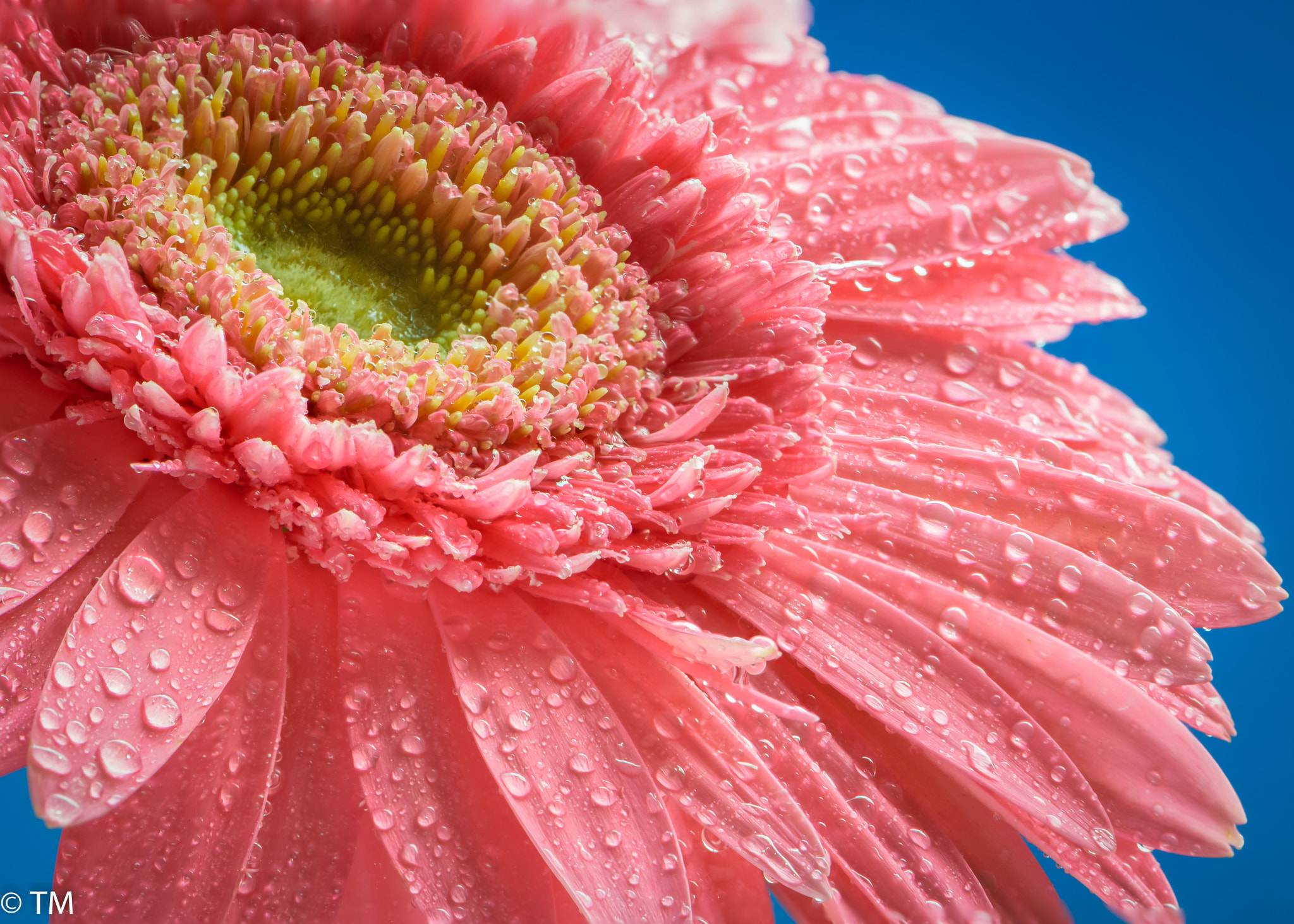 Nikon AF-S Micro-Nikkor 105mm F2.8G IF-ED VR sample photo. Pink photography