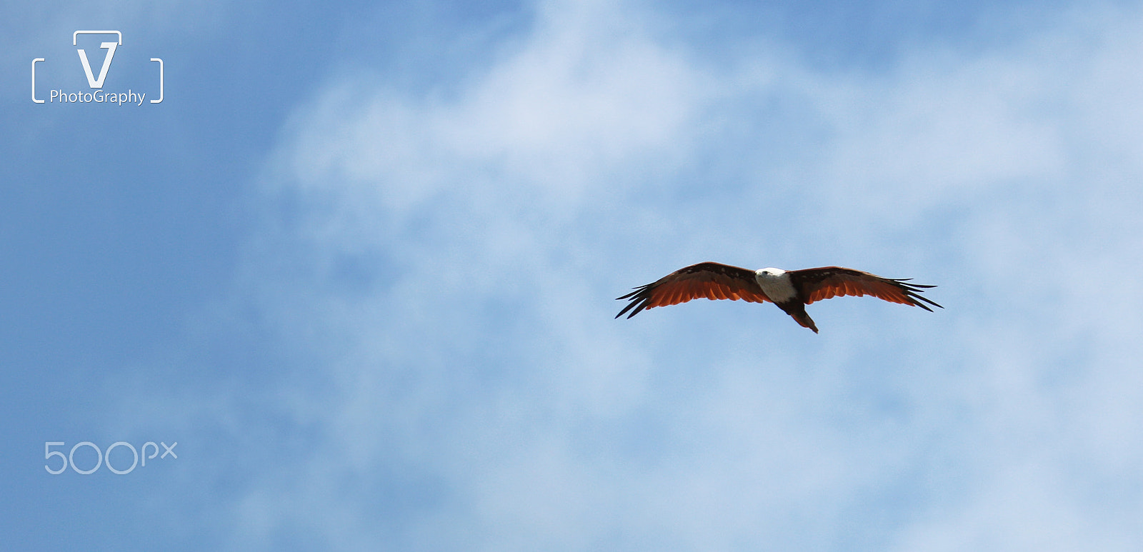 Canon EOS 750D (EOS Rebel T6i / EOS Kiss X8i) sample photo. Eagle on blue photography