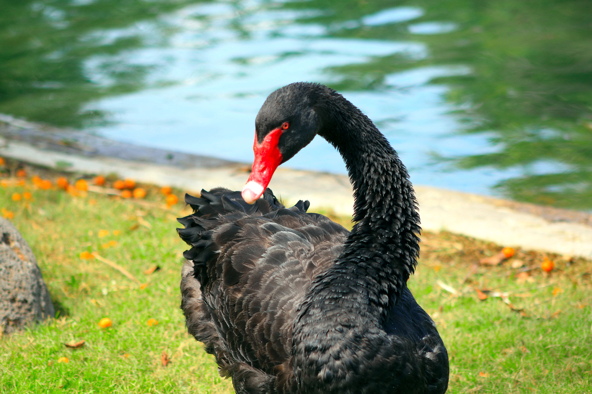 Canon EF 75-300mm f/4-5.6 USM sample photo. Cignus atratus photography