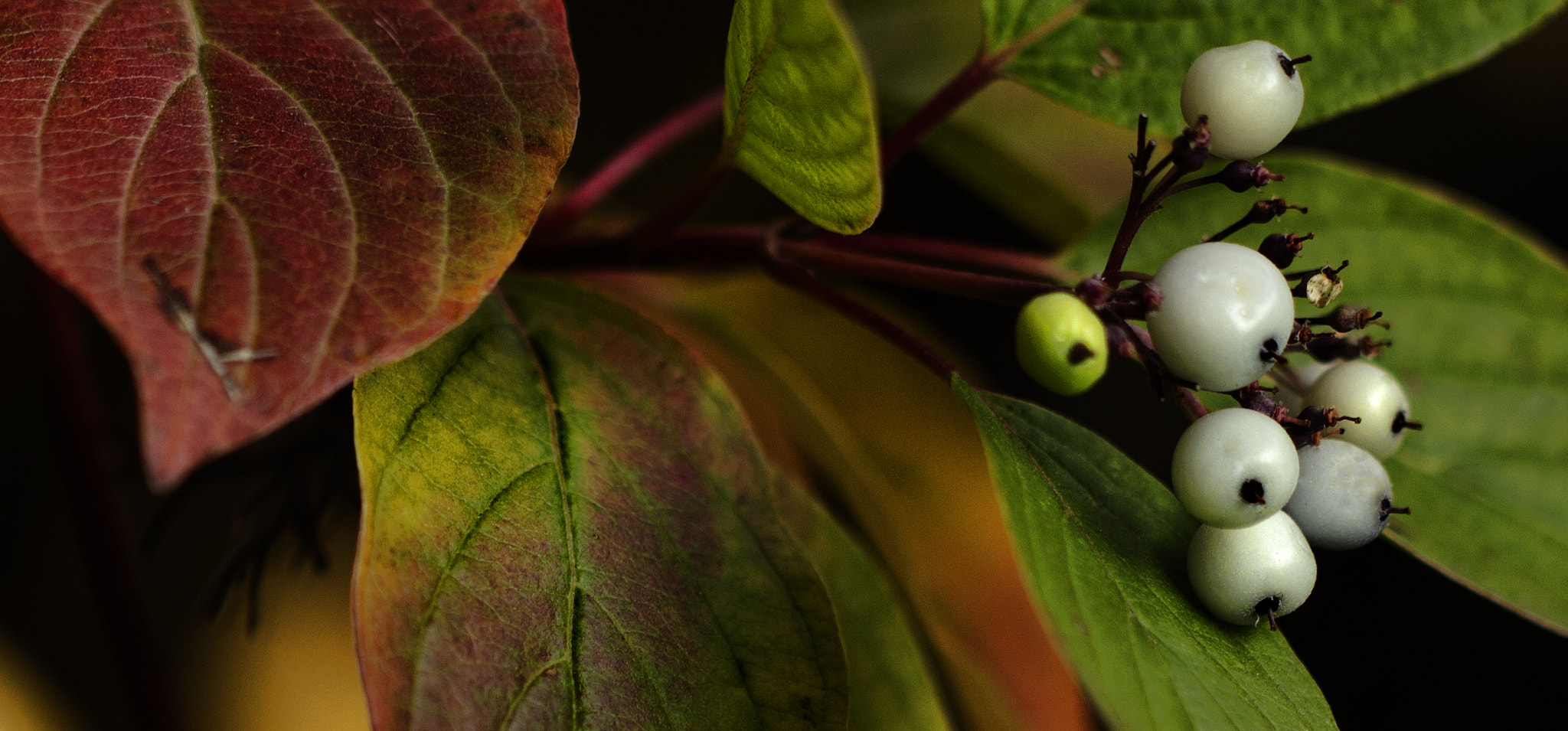 Canon EF 100mm F2.8L Macro IS USM sample photo. Dogwood photography