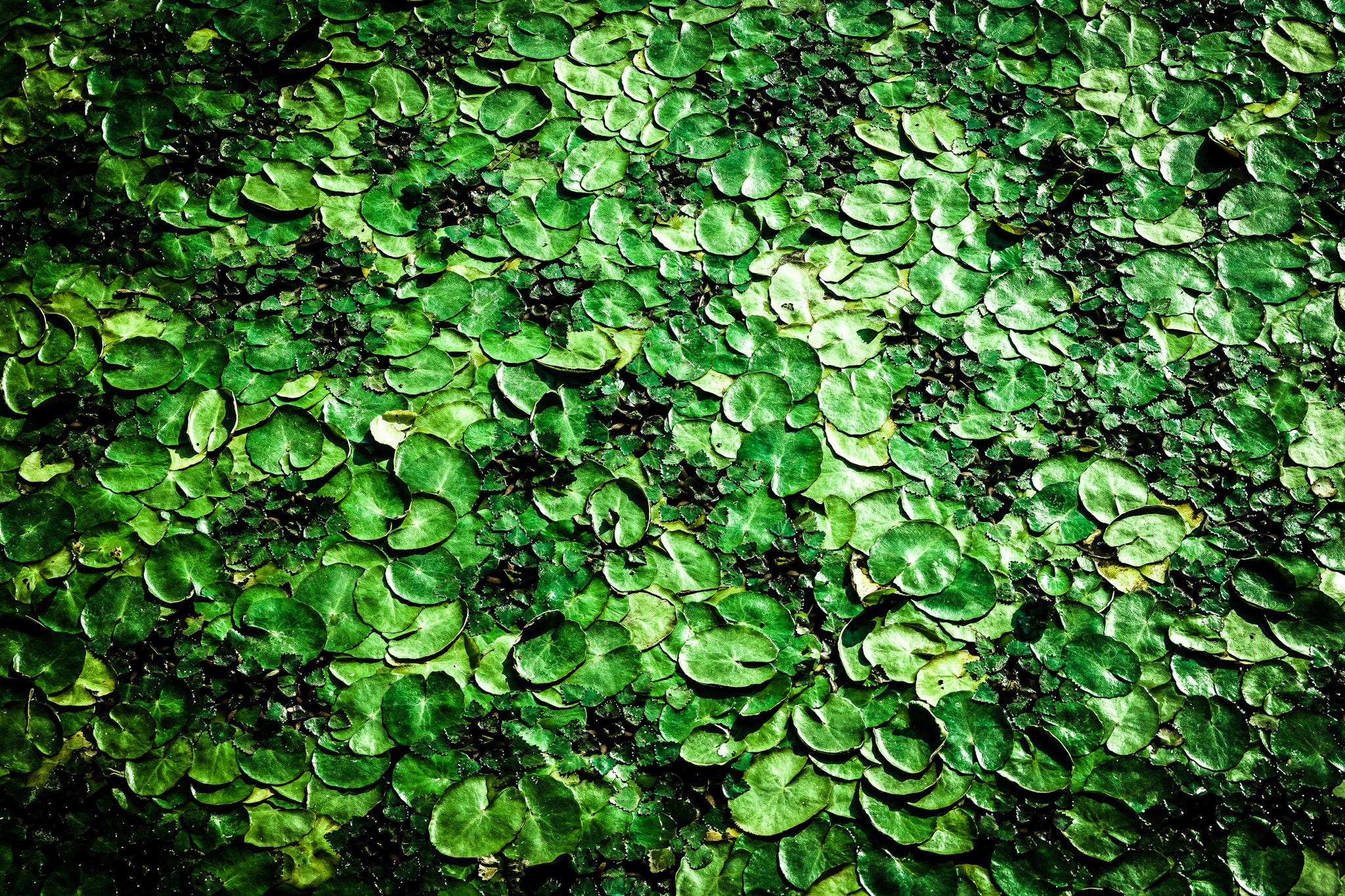 Saumsun NX 16-50mm F2-2.8 S ED OIS sample photo. Lotus carpet photography