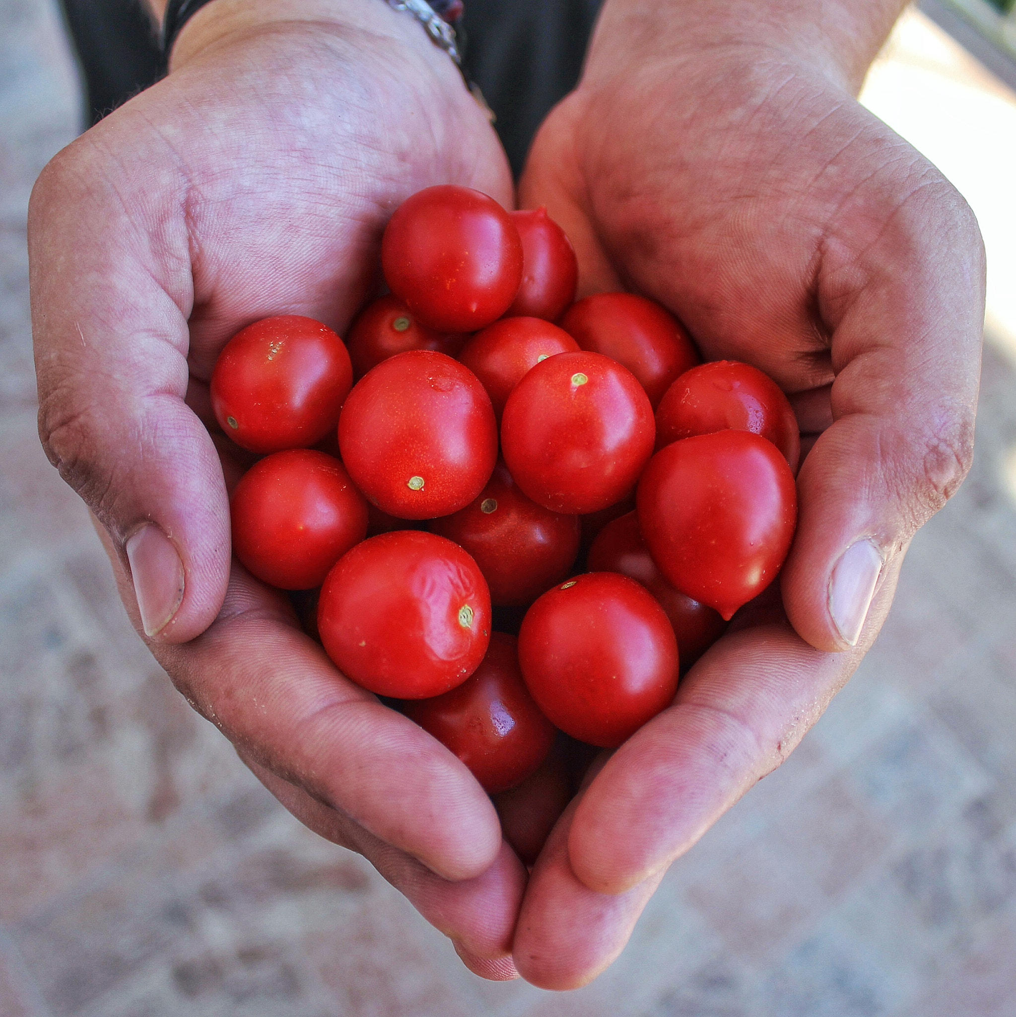 Canon EOS 1200D (EOS Rebel T5 / EOS Kiss X70 / EOS Hi) + Canon EF-S 18-55mm F3.5-5.6 IS II sample photo. Heart shaped hand holding cherry tomatoes photography