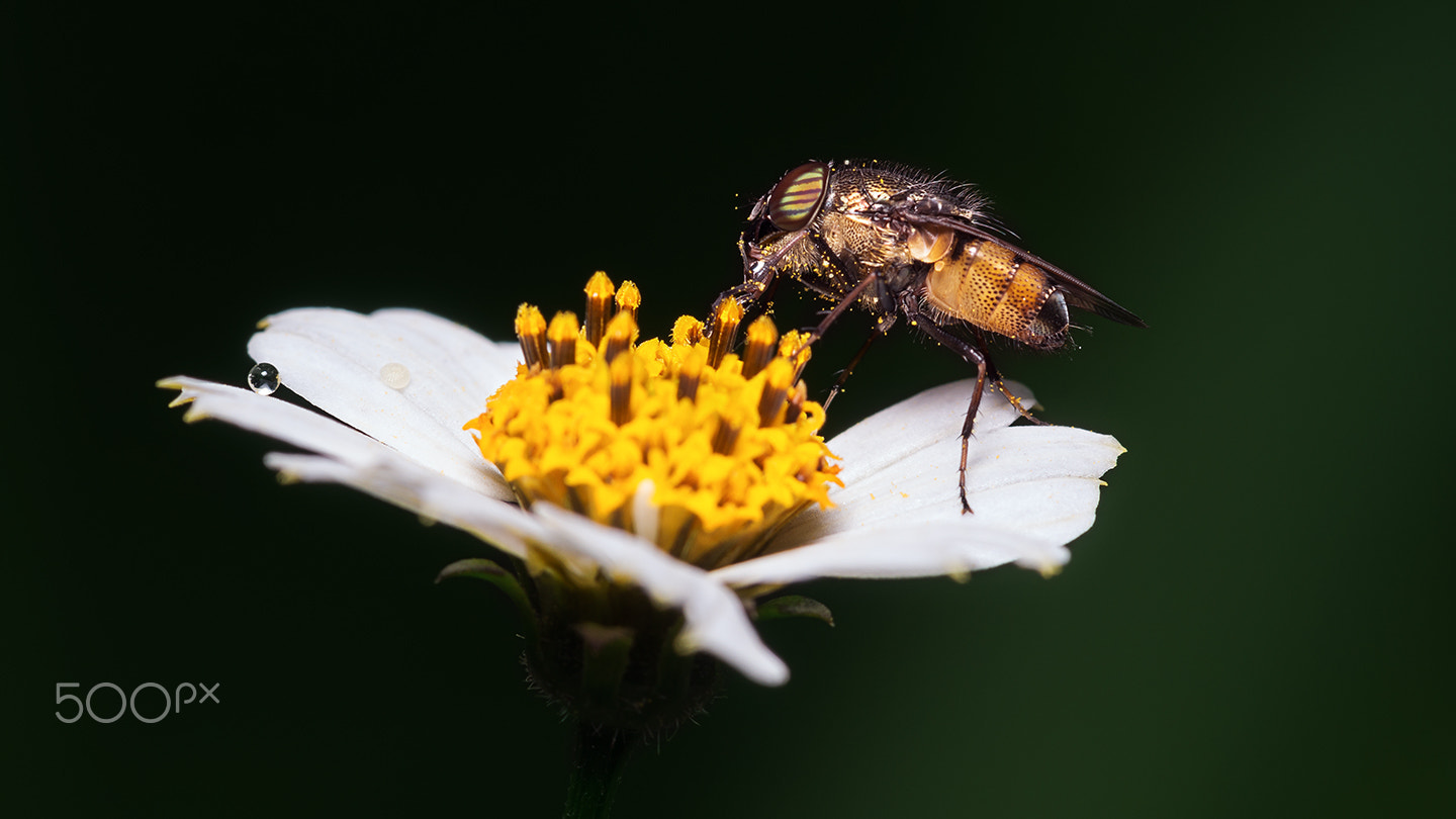 Sony a99 II + Sony 100mm F2.8 Macro sample photo. A fly photography