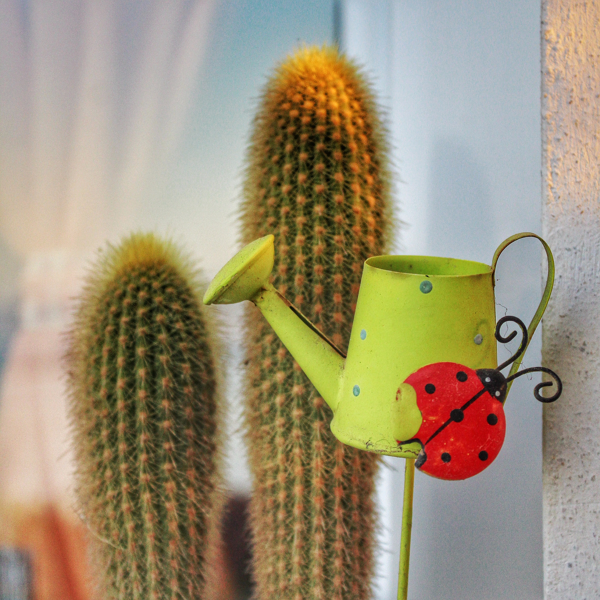 Canon EOS 1200D (EOS Rebel T5 / EOS Kiss X70 / EOS Hi) + Canon EF-S 18-55mm F3.5-5.6 IS II sample photo. Decorative watering can ladybug and cacti photography