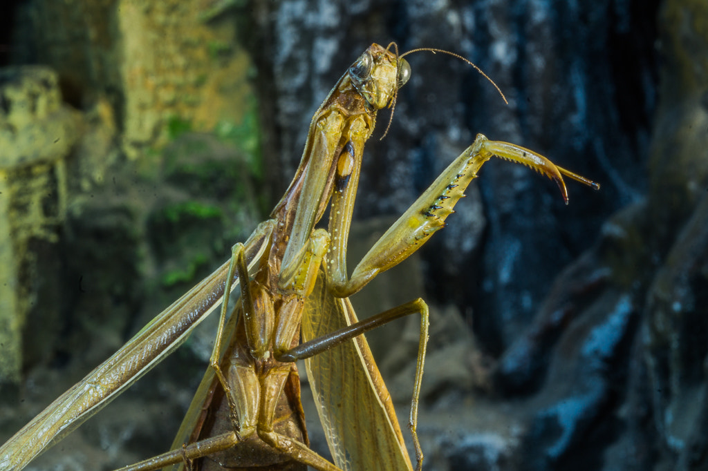 Sony SLT-A58 + MACRO 50mm F2.8 sample photo. Praying mantis photography