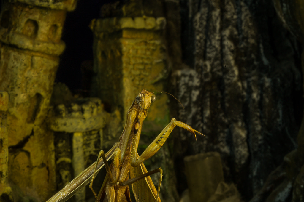 Sony SLT-A58 + MACRO 50mm F2.8 sample photo. Praying mantis photography