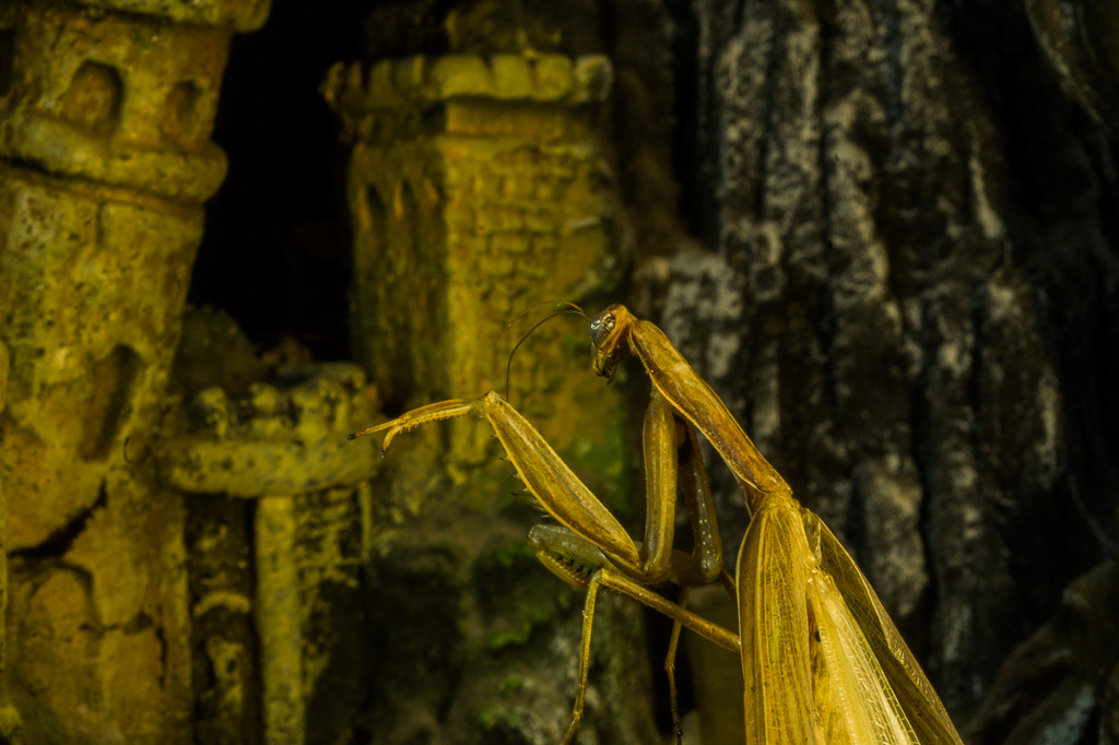 Sony SLT-A58 + MACRO 50mm F2.8 sample photo. Praying mantis photography