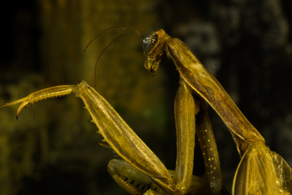 Sony SLT-A58 sample photo. Praying mantis photography