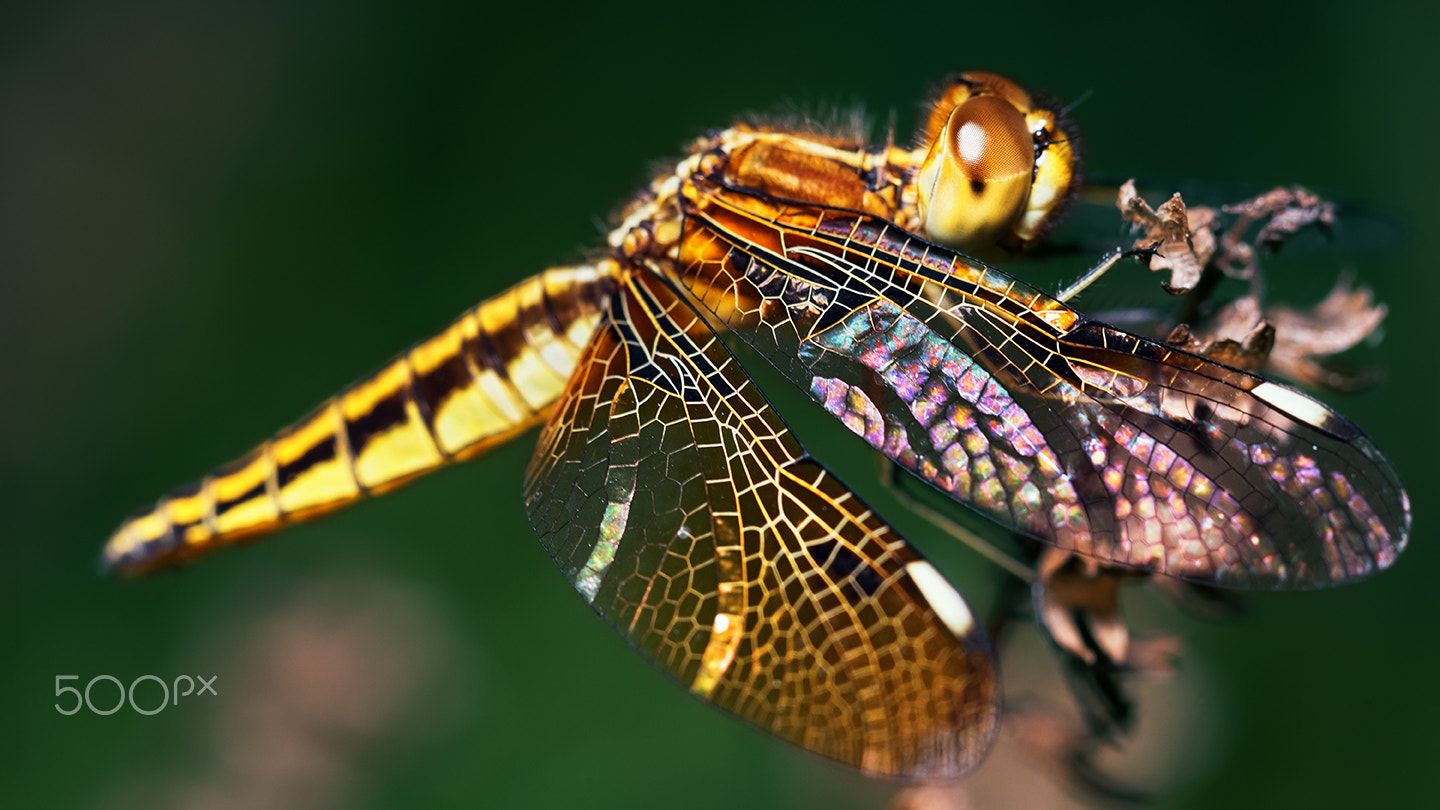 Sony a99 II + Sony 100mm F2.8 Macro sample photo. Pantala flavescens fabricius i photography