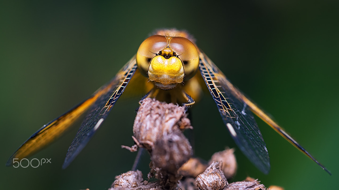 Sony a99 II + Sony 100mm F2.8 Macro sample photo. Pantala flavescens fabricius ii photography