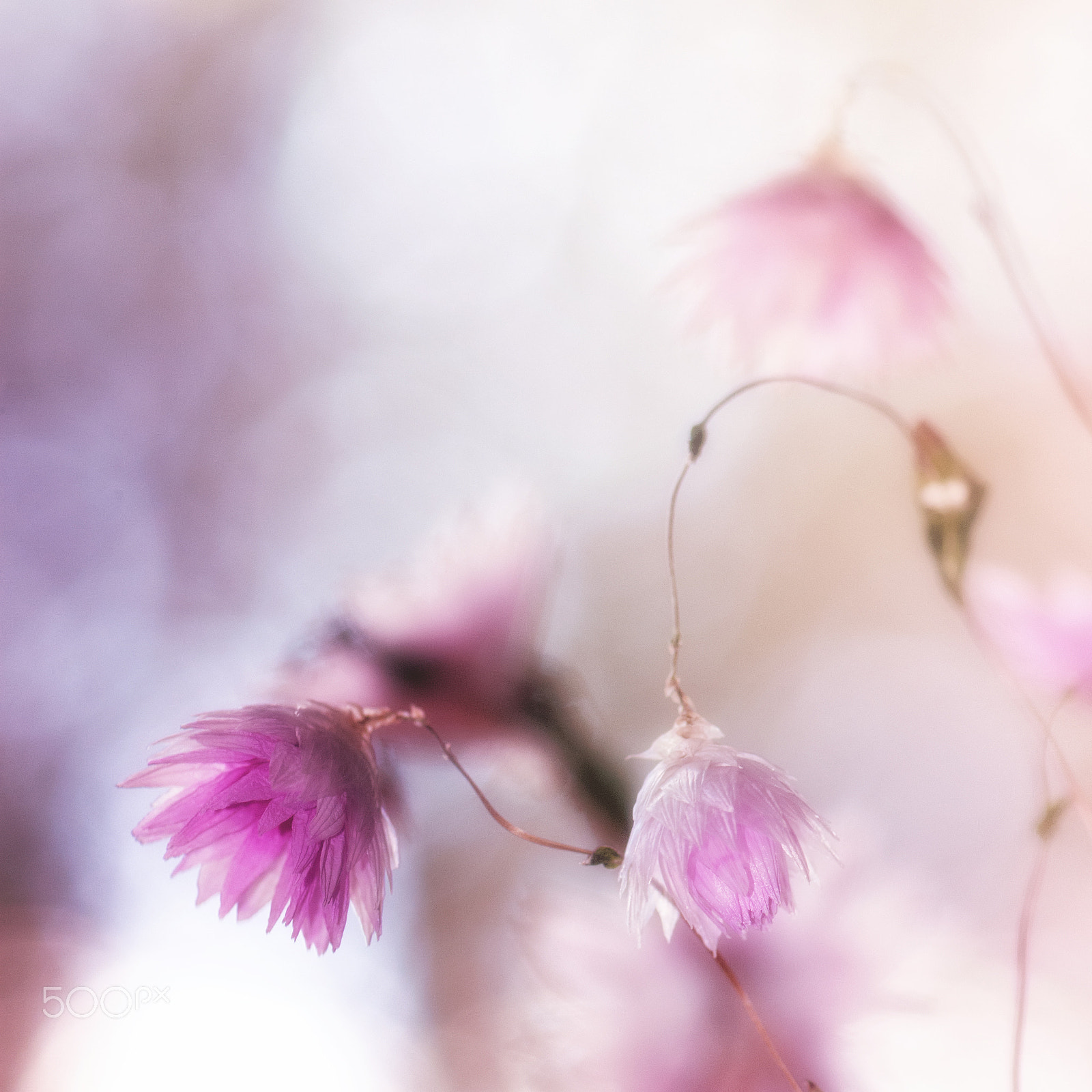 Nikon AF-S Micro-Nikkor 105mm F2.8G IF-ED VR sample photo. Doux doux didoux photography