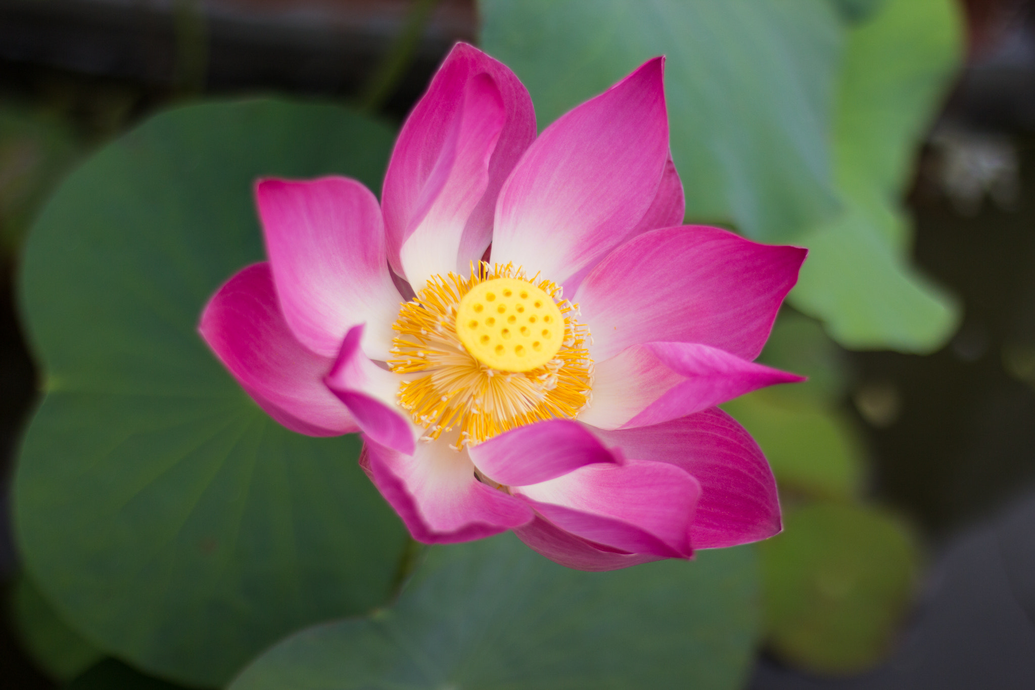 Canon EOS 600D (Rebel EOS T3i / EOS Kiss X5) sample photo. Img photography