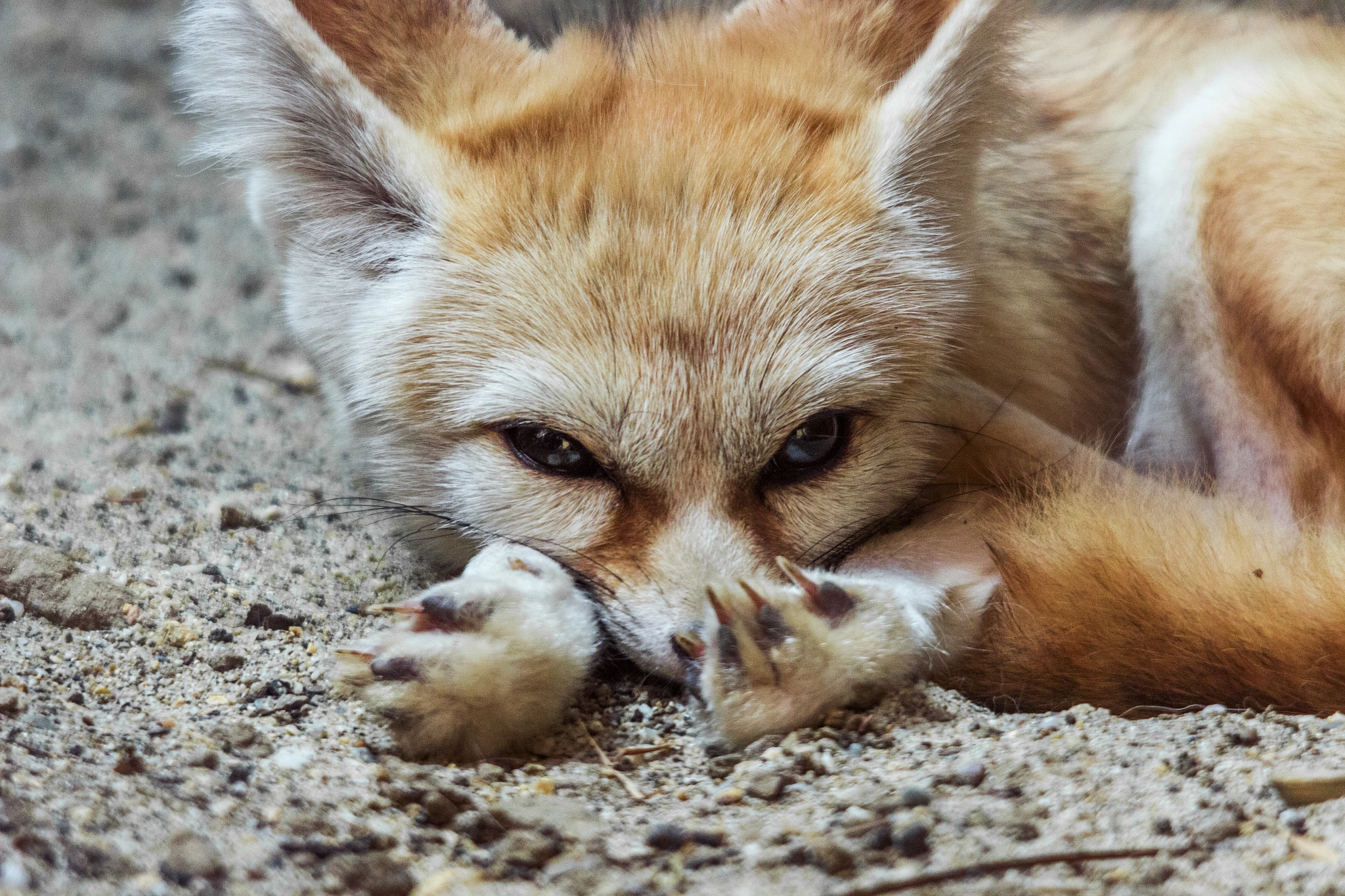 Sigma 150-500mm F5-6.3 DG OS HSM sample photo. Fennec fox puppy photography