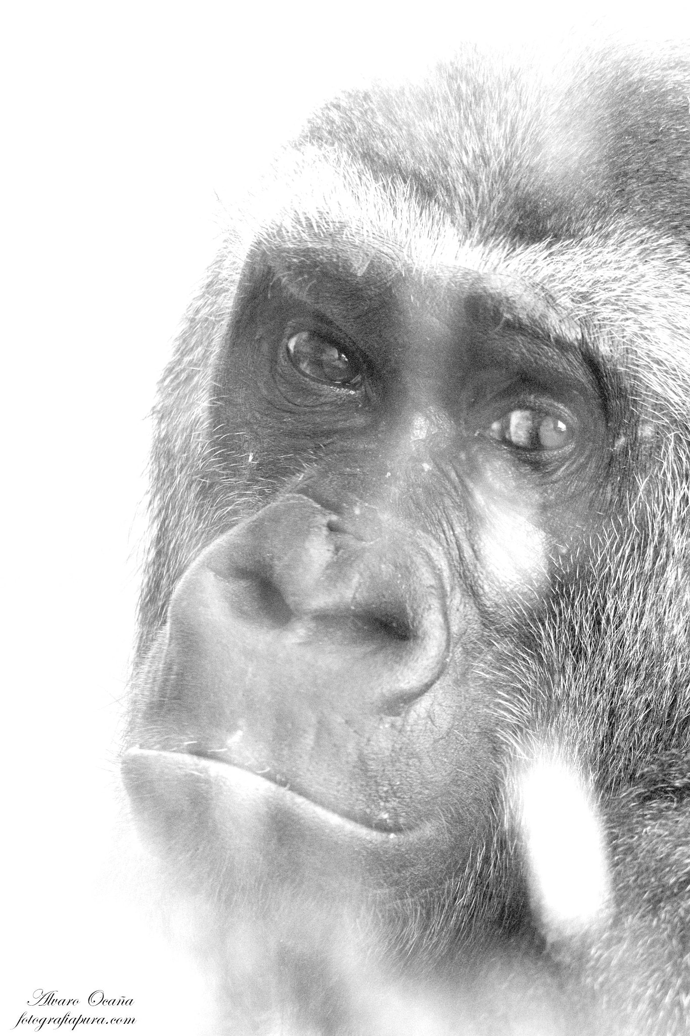 Tamron SP 150-600mm F5-6.3 Di VC USD sample photo. Gorilla portrait photography