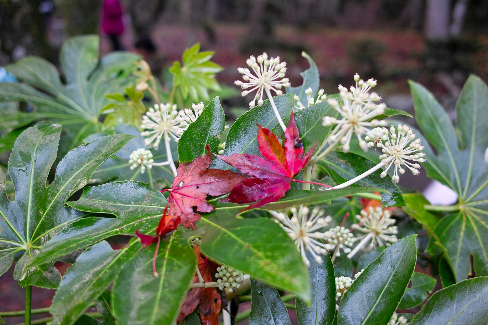 Sigma DP2x sample photo. Rainy day photography