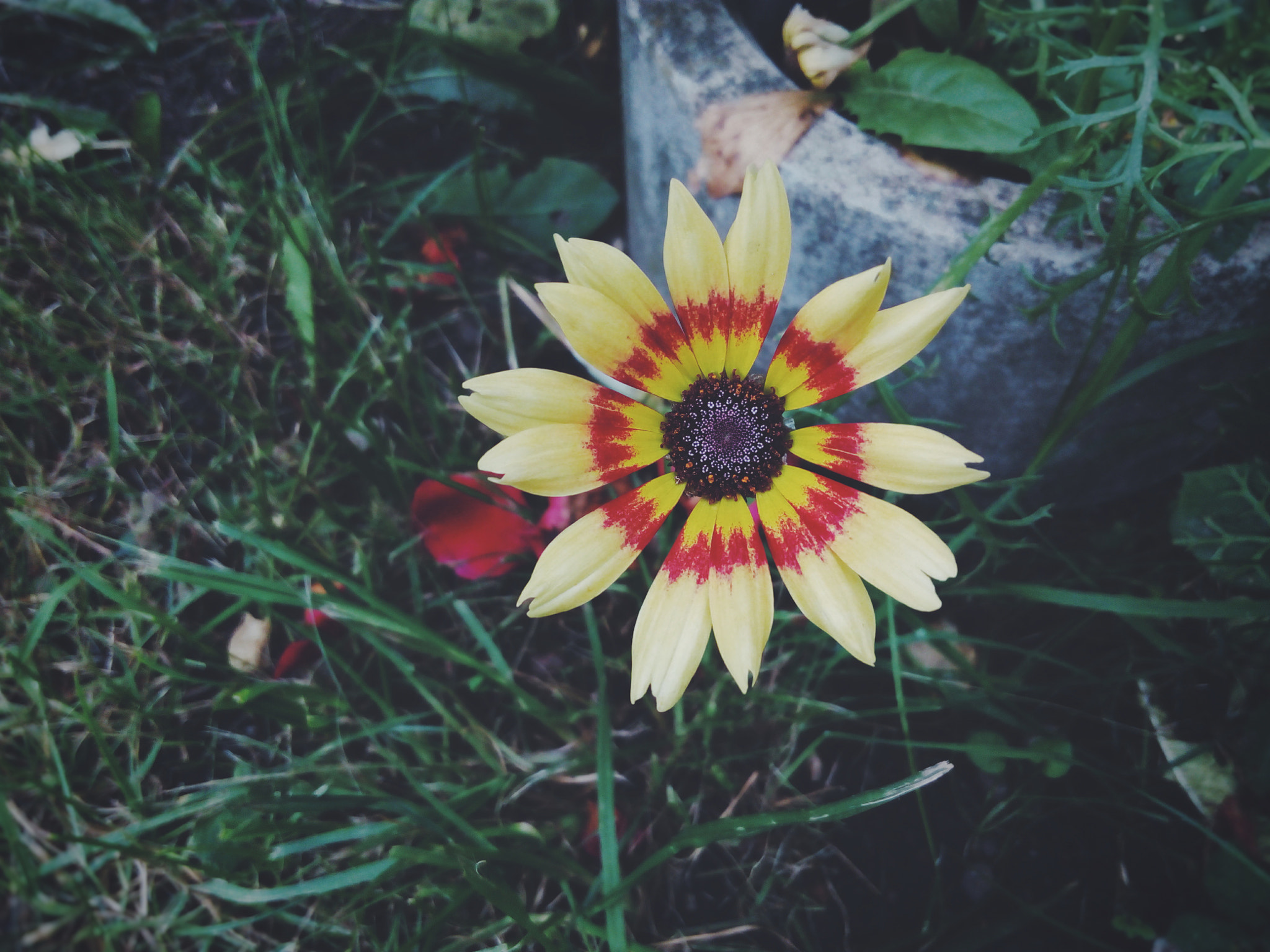 Lenovo P70-A sample photo. Just a flower photography